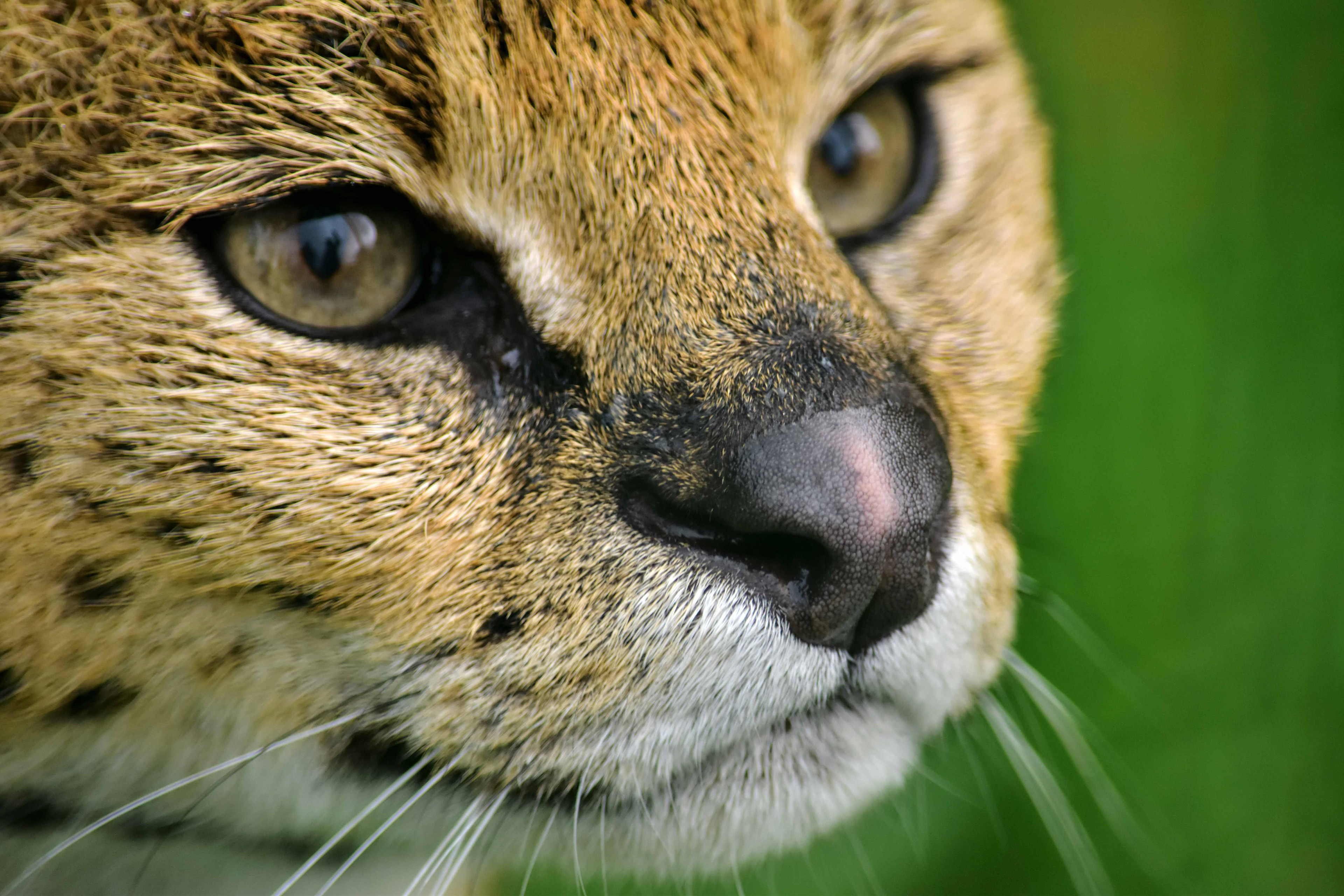 Serval Cat at Big Cat Sanctuary