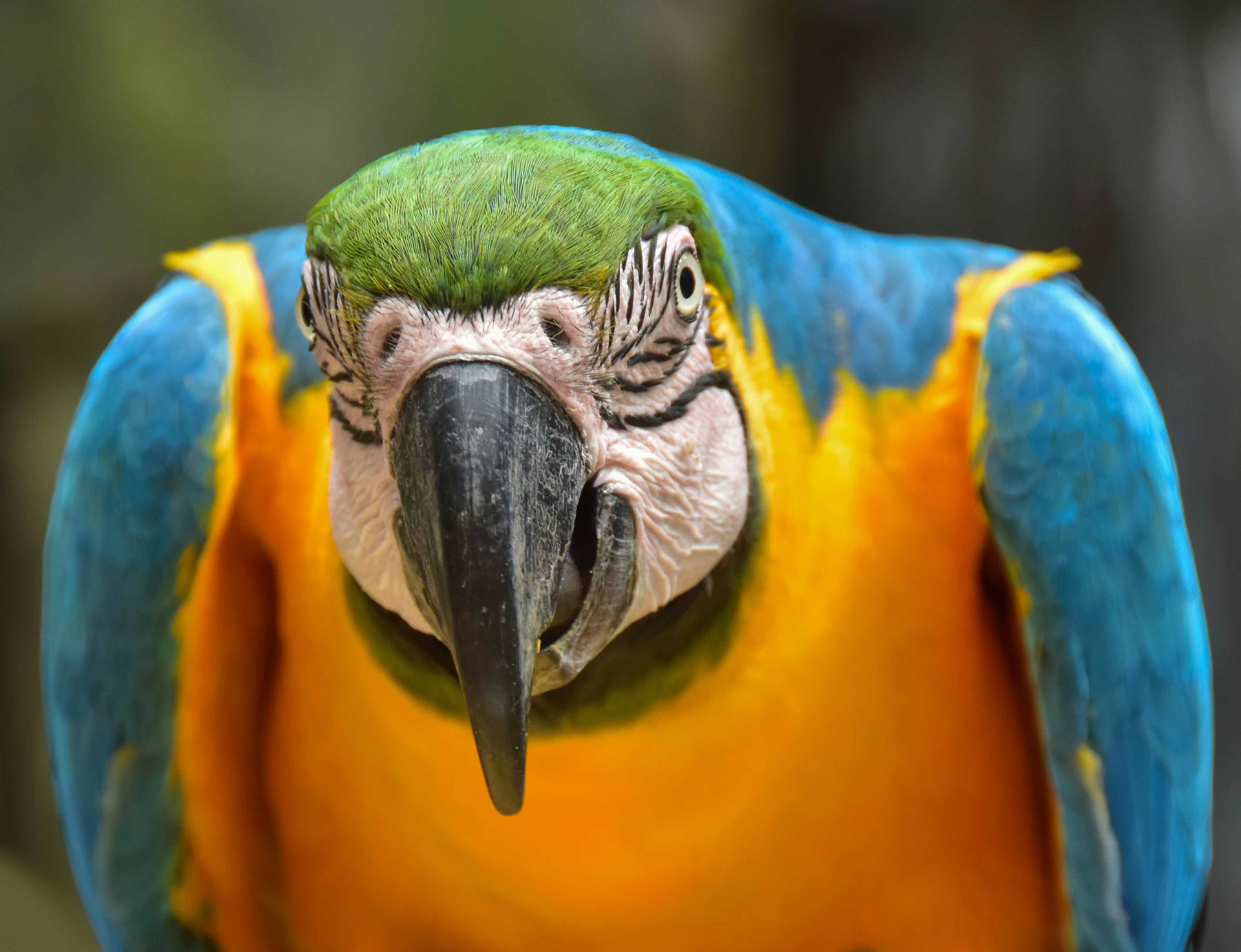 Macaw, Brazil