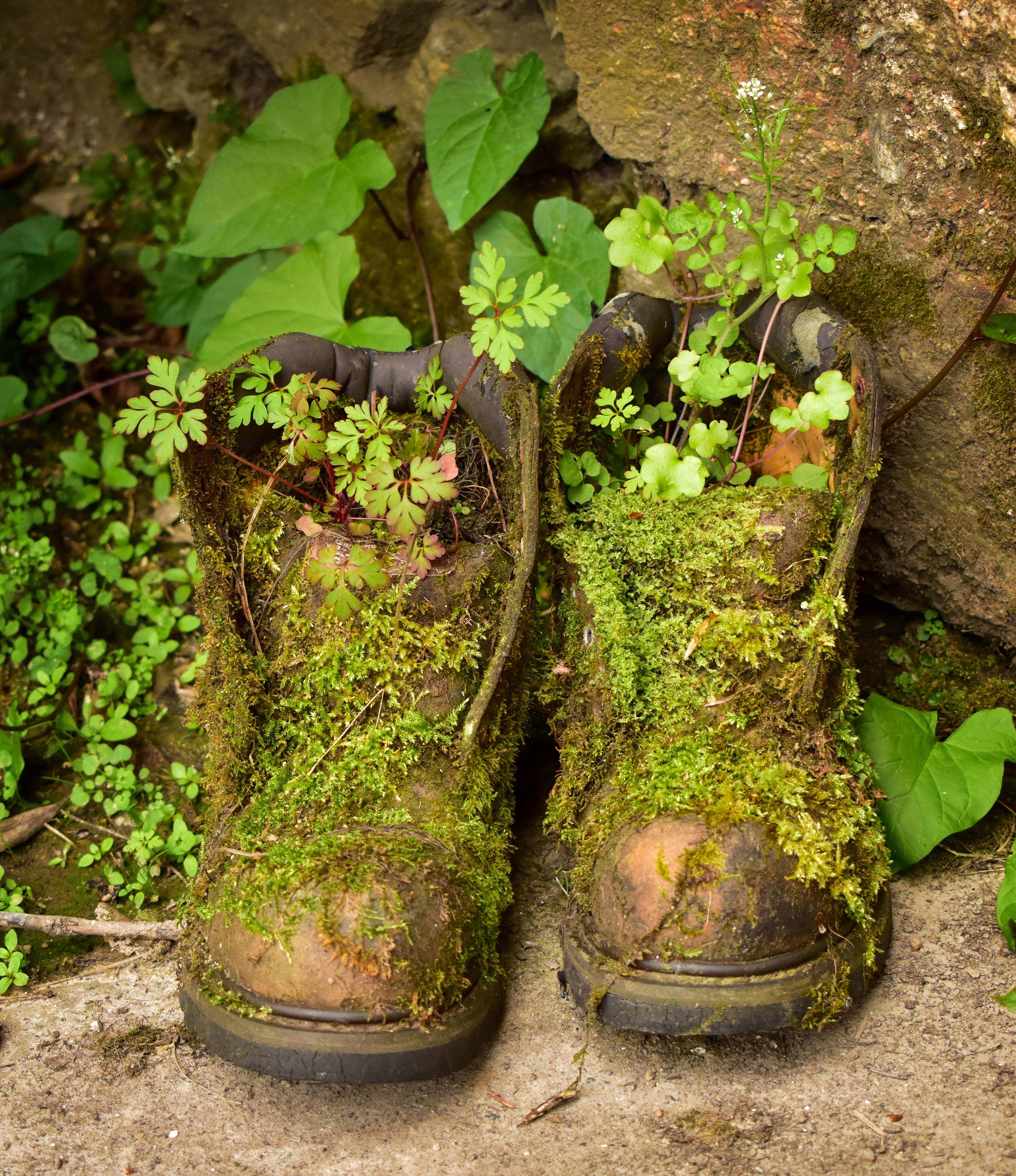 Boots at Enys Gardens
