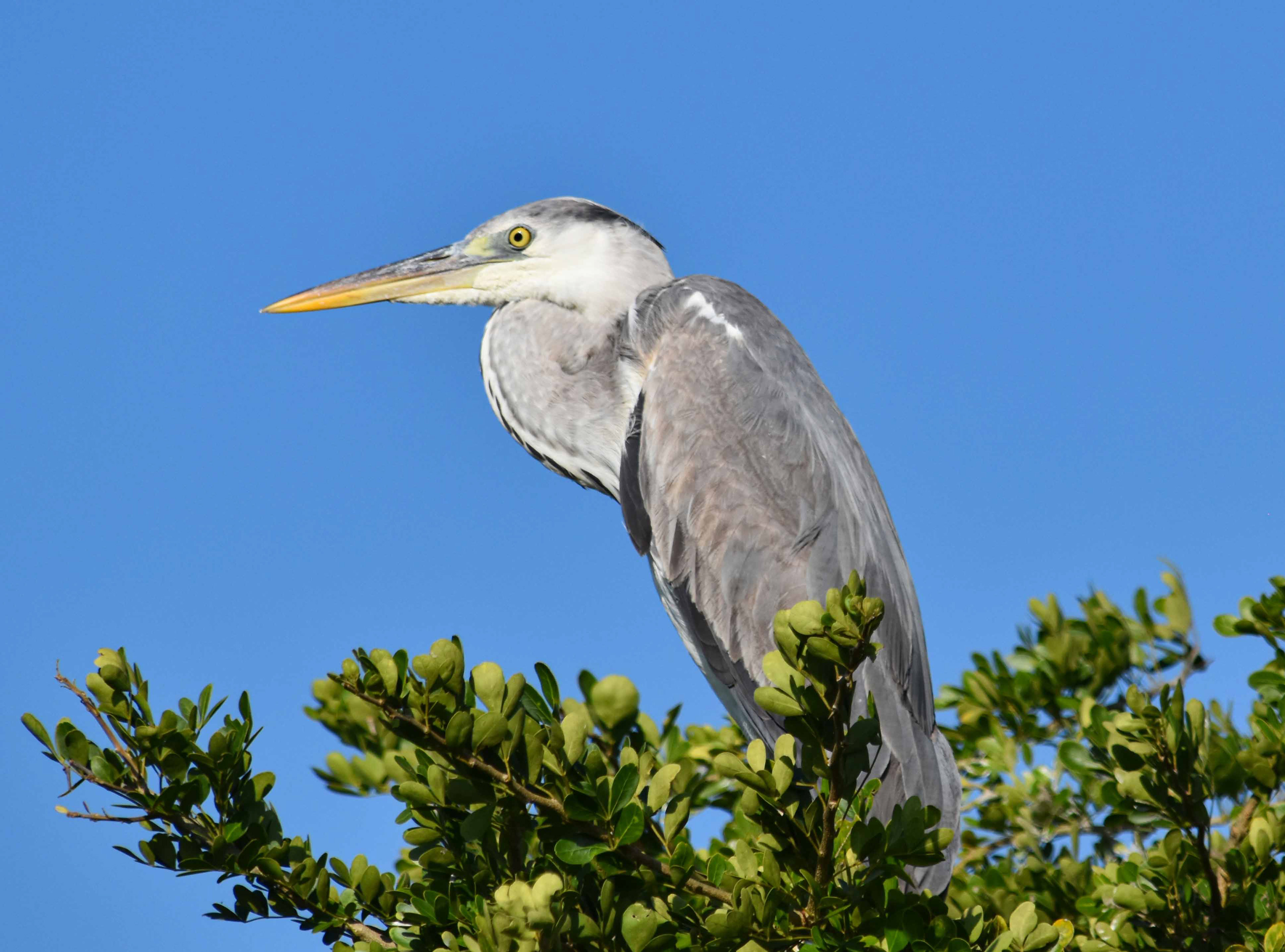 Heron at Yala National Park Sri Lanka