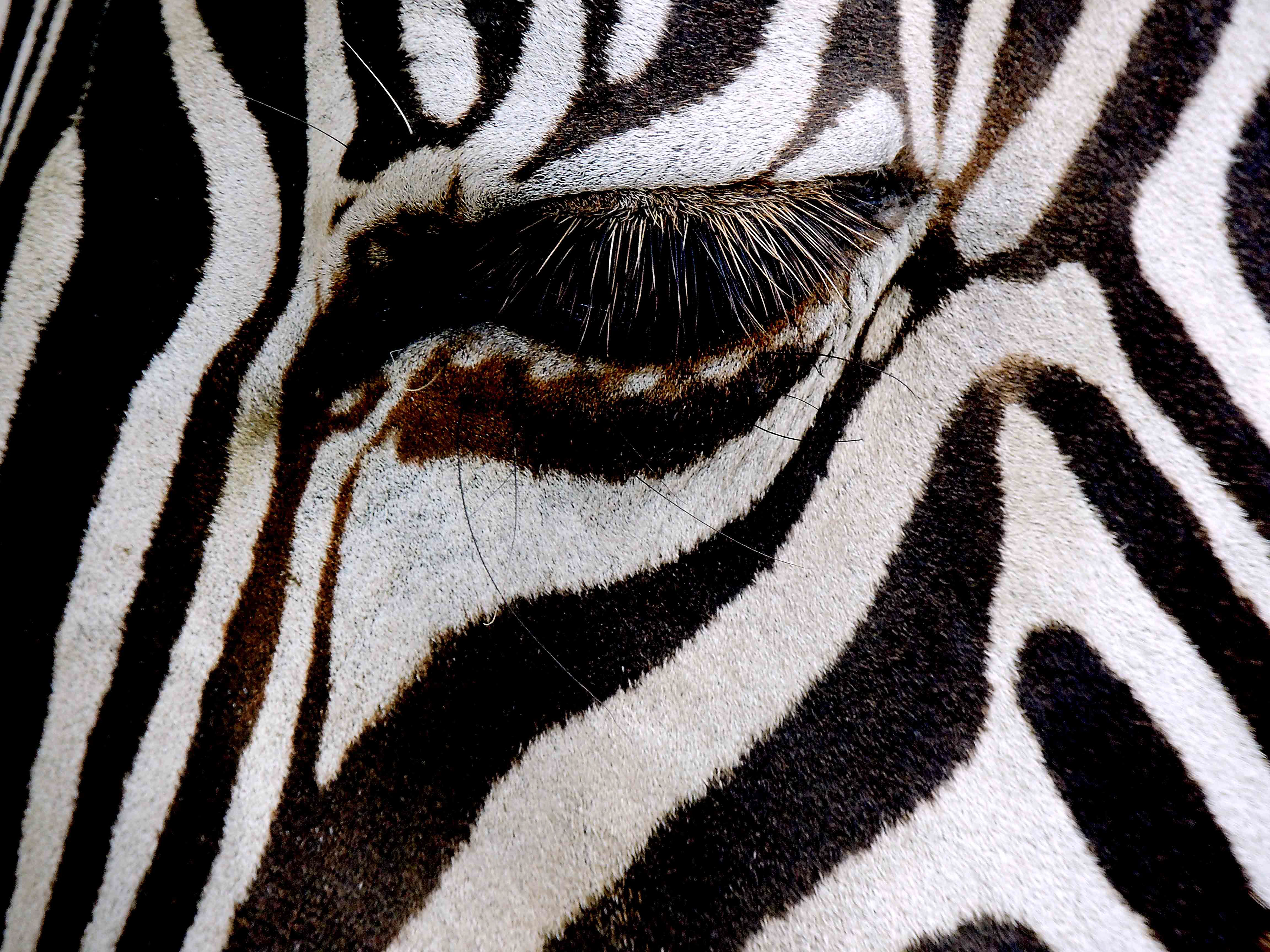 Zebra Eyes