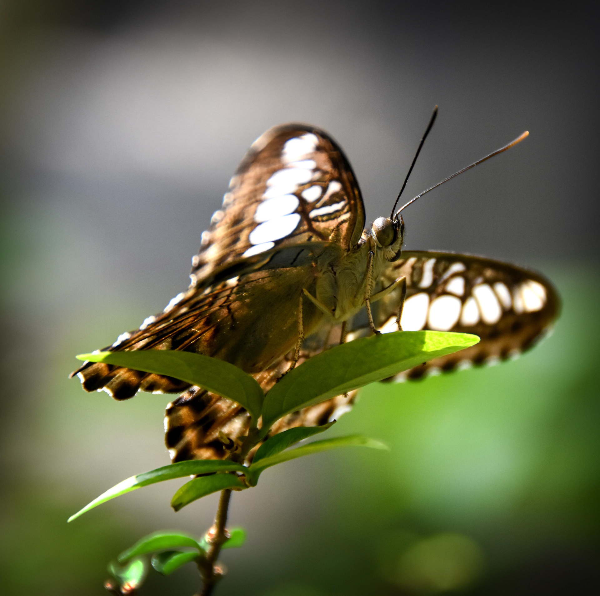 Penang Butterfly World, Malaysia