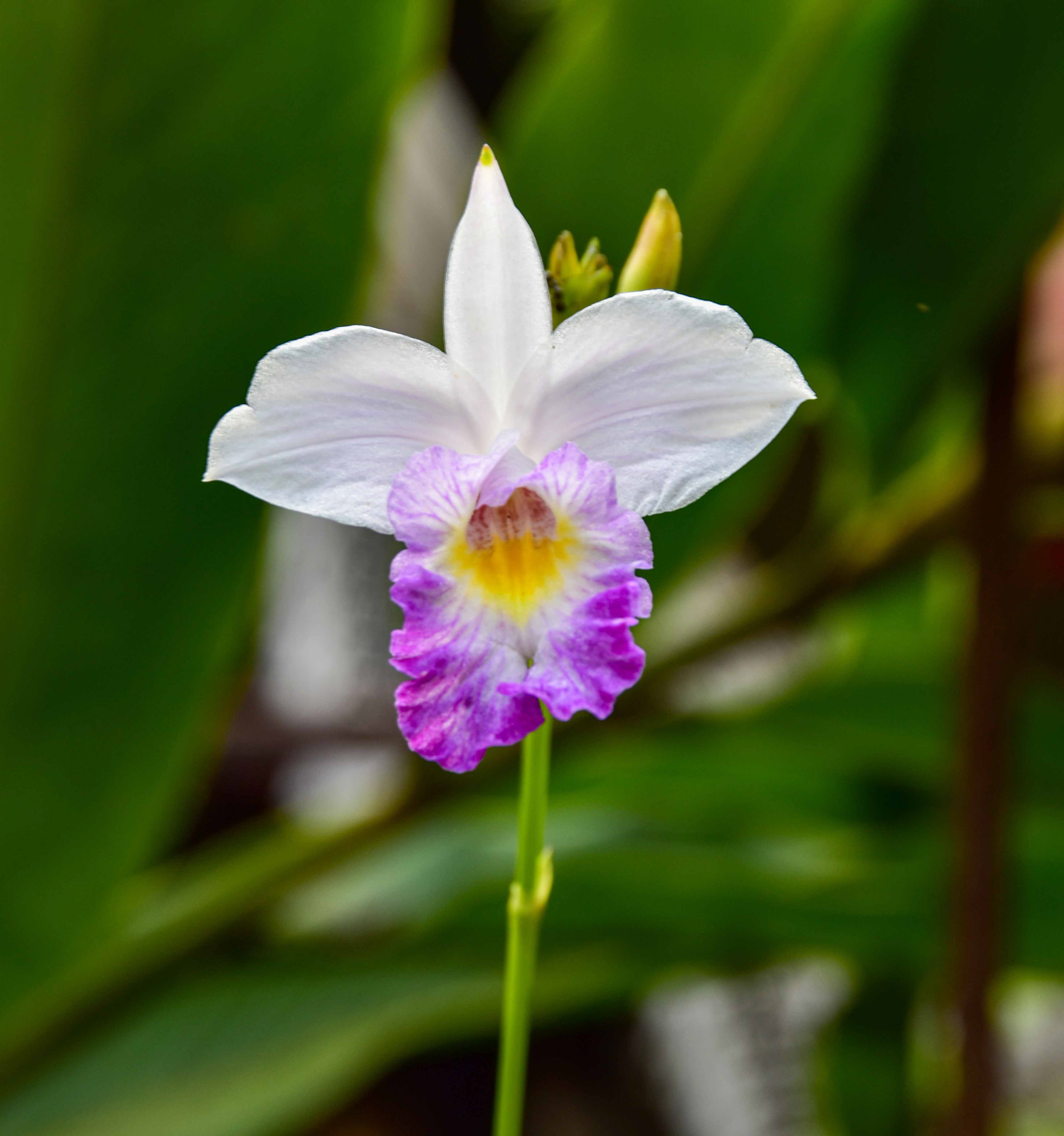 Tropical Flowers on Isla Grande