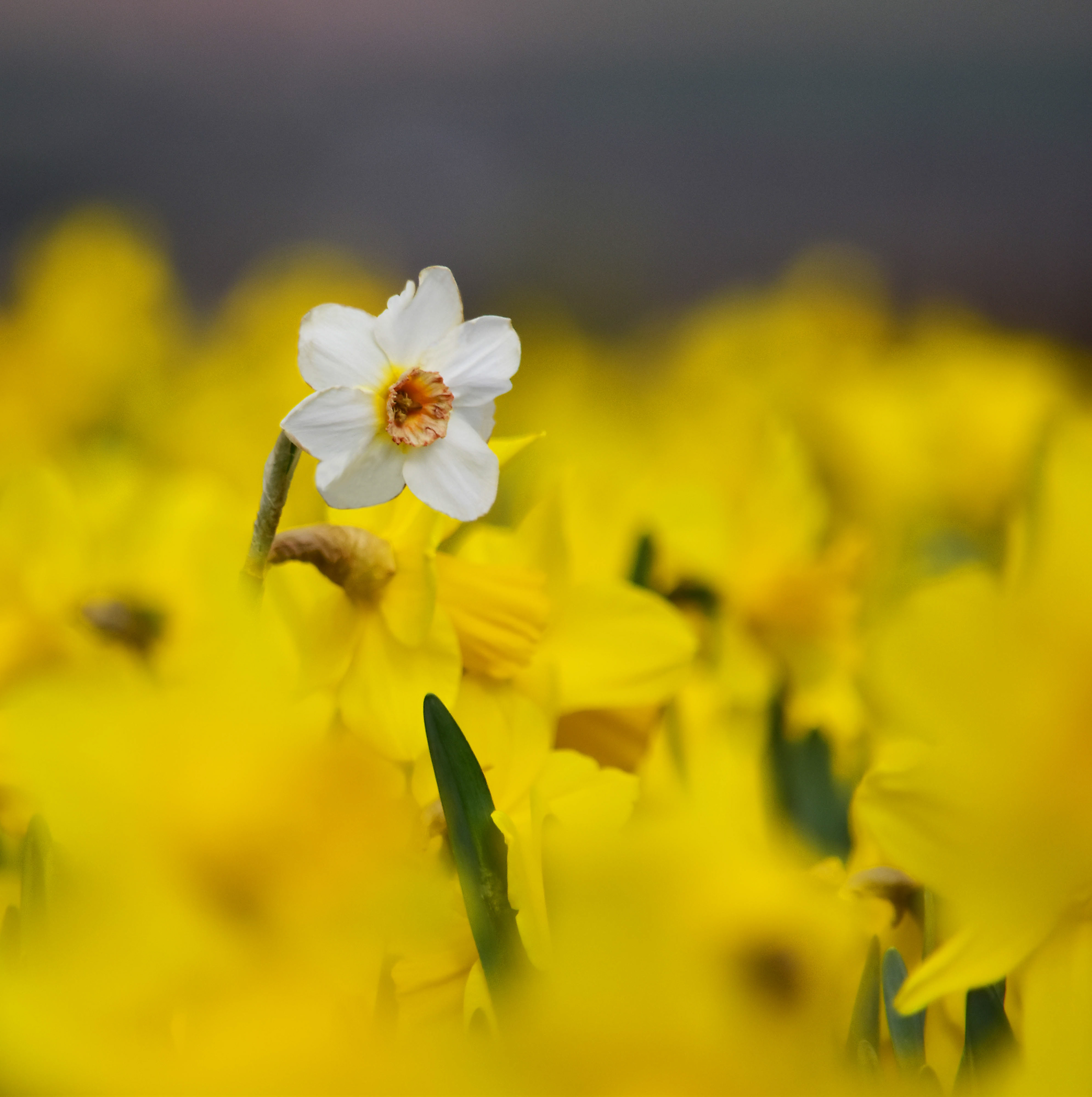 Daffodils
