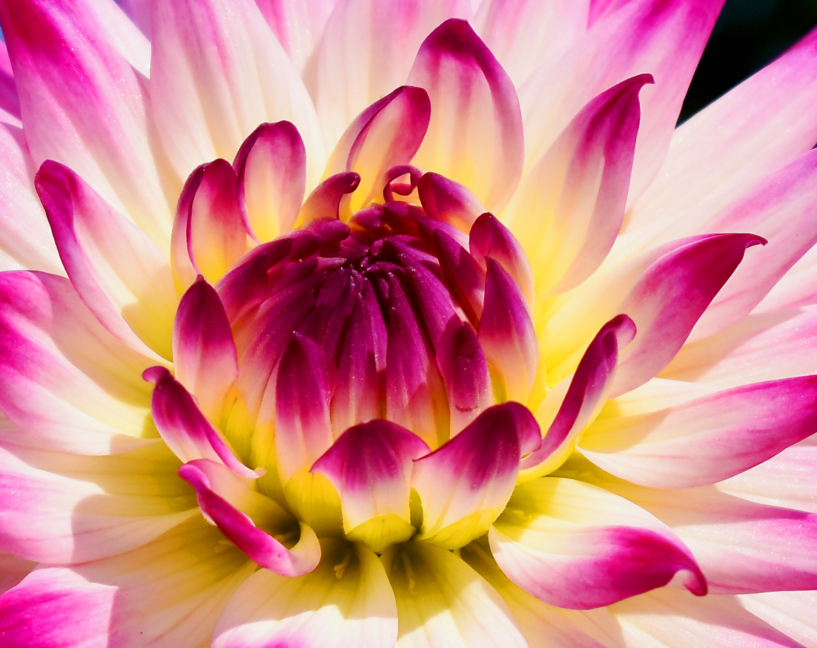 Dahlia
