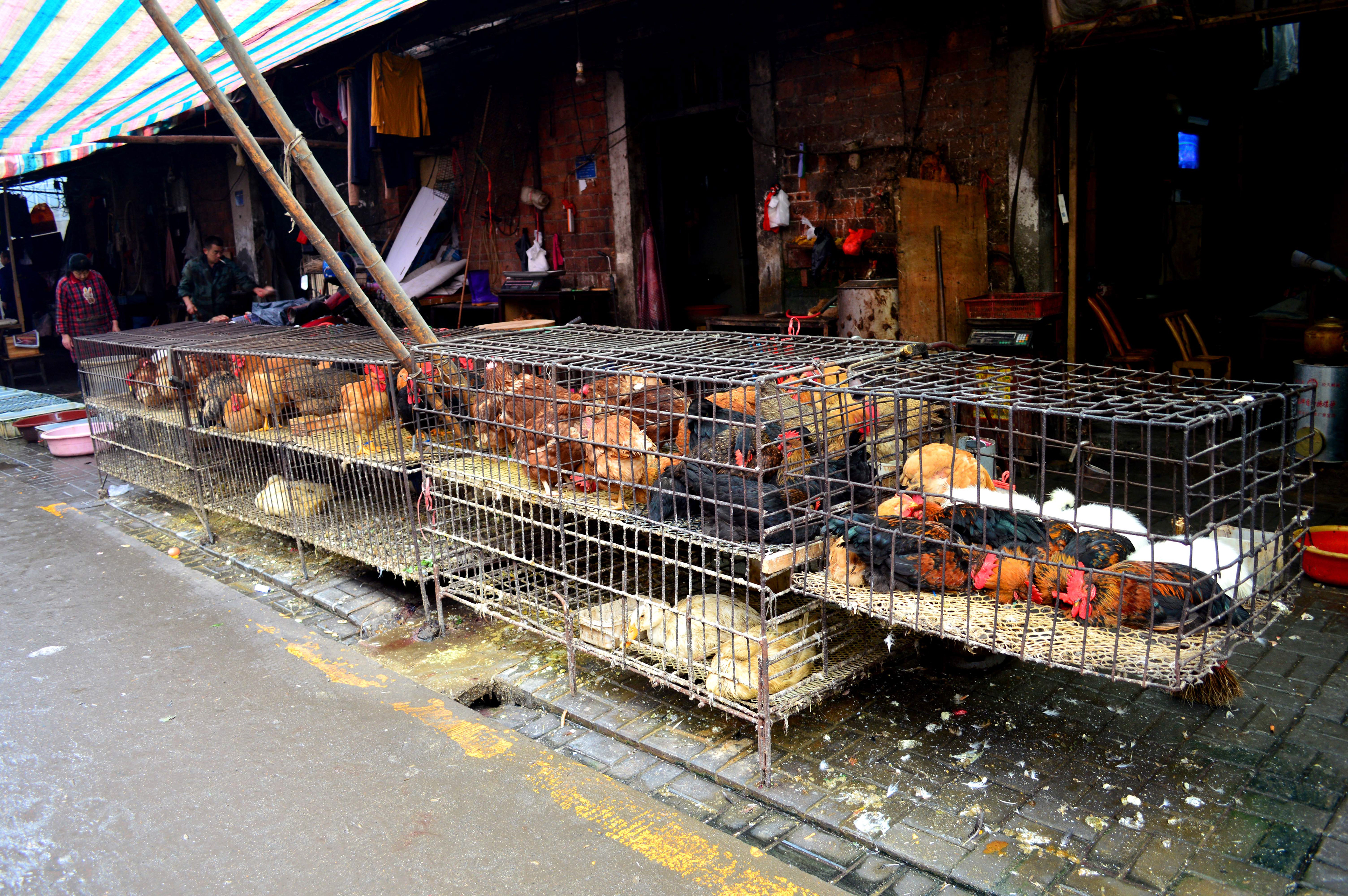 Chickens at the meat market, Yichang