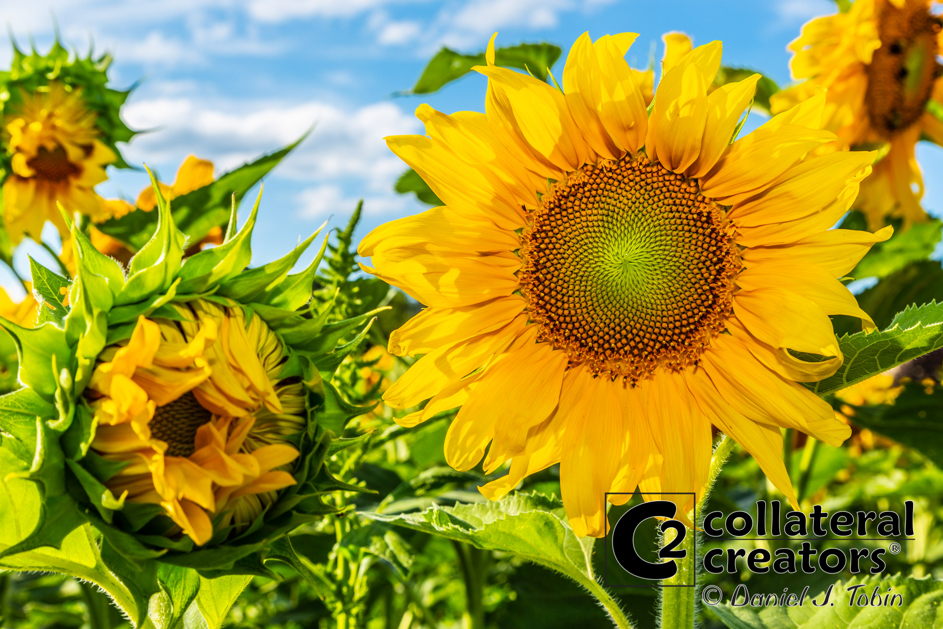 Sunflower Field - Renfrew, Pennsylvania