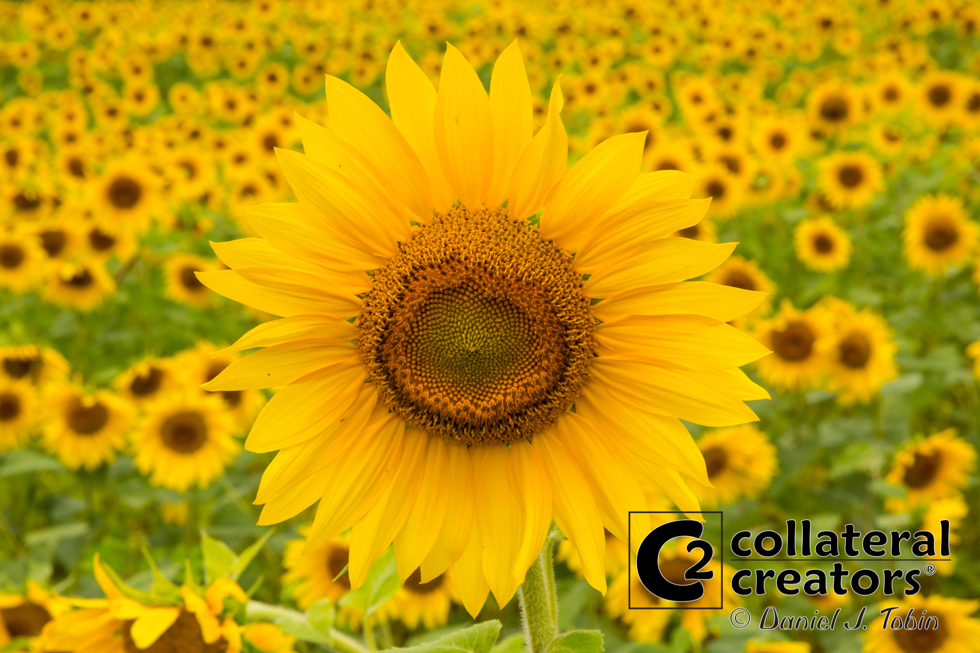 Sunflower Field - Jarretsville, Maryland