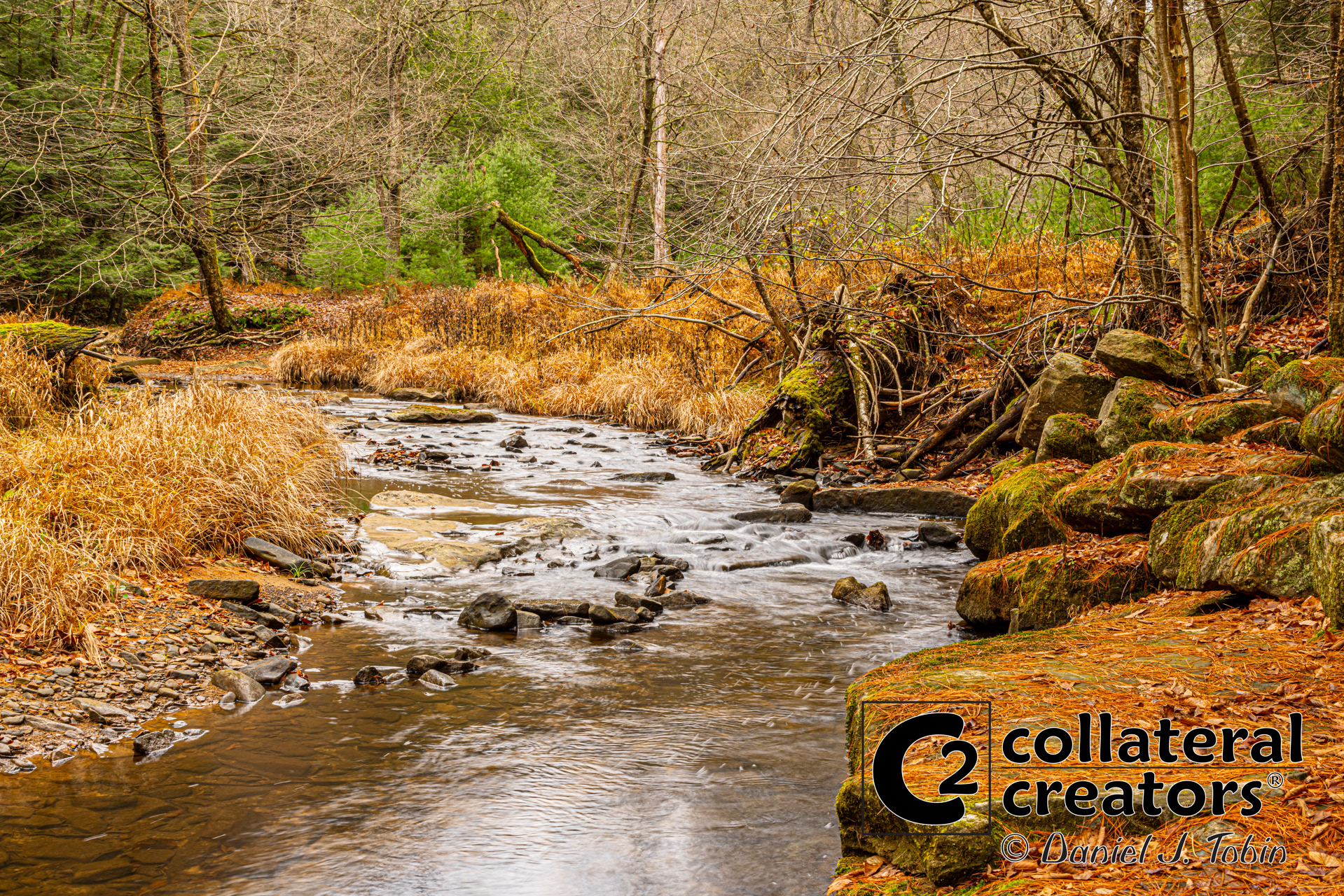 Cook Forest - Cooksburg, Pennsylvania