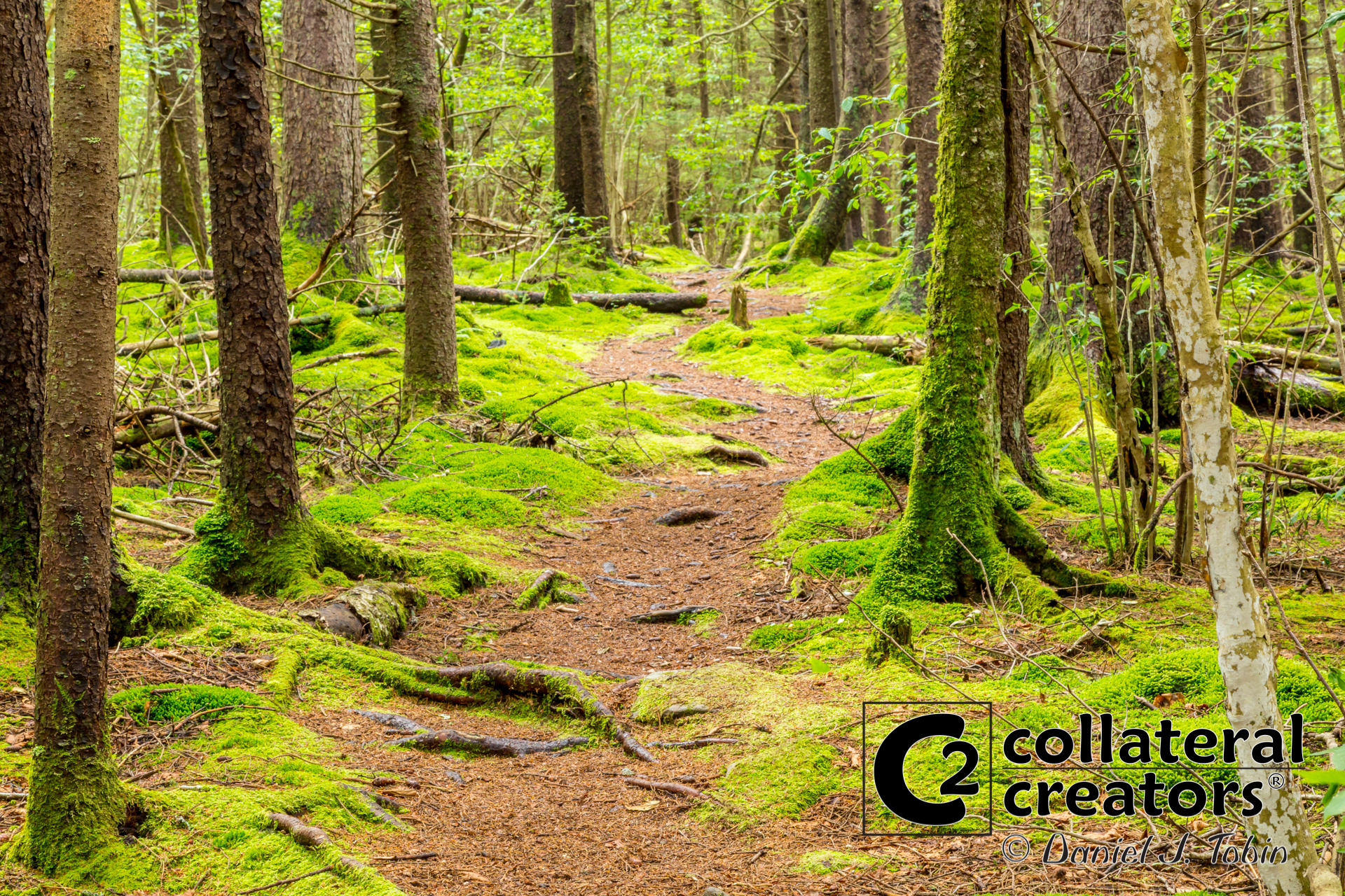 Hiking Trail at Snowshoe Mountain Resort - West Virginia