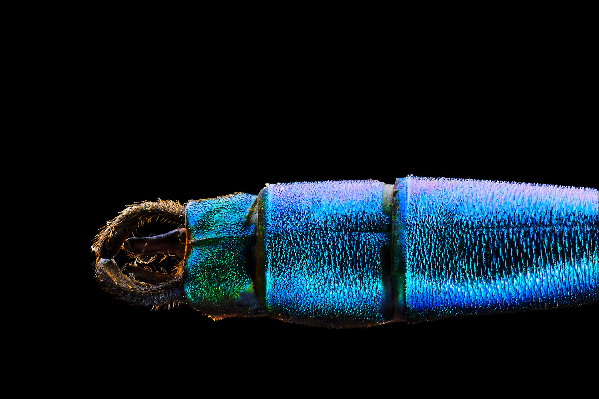 Blauflügel-Prachtlibelle - Hinterleib