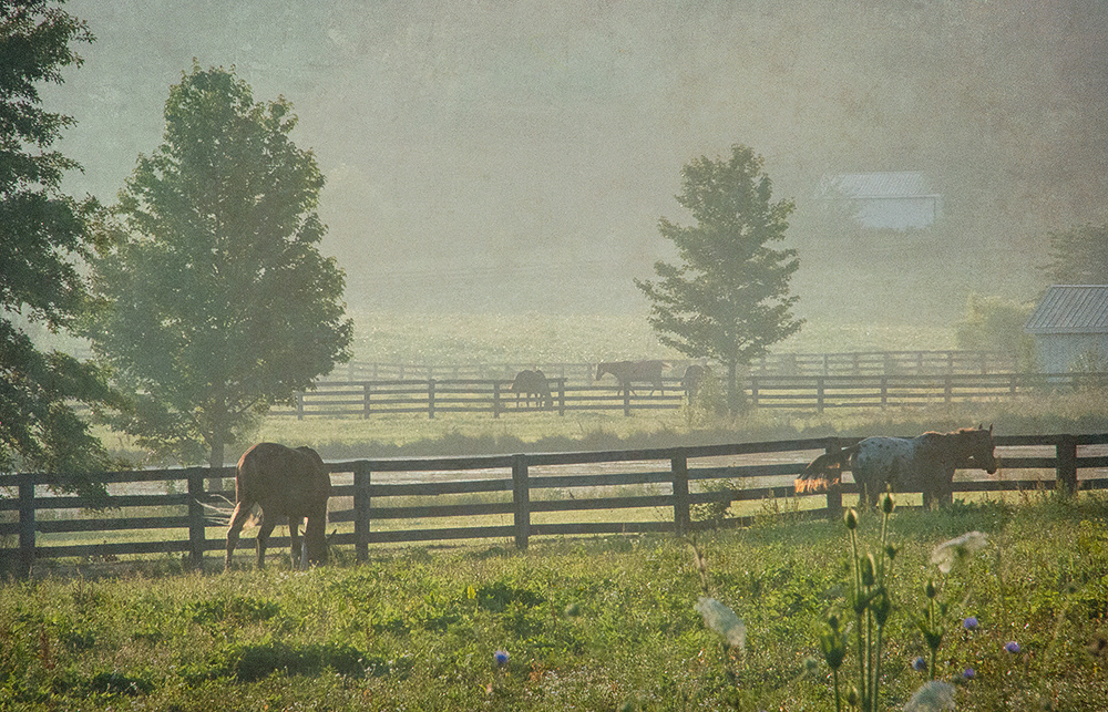 Morning Has Broken