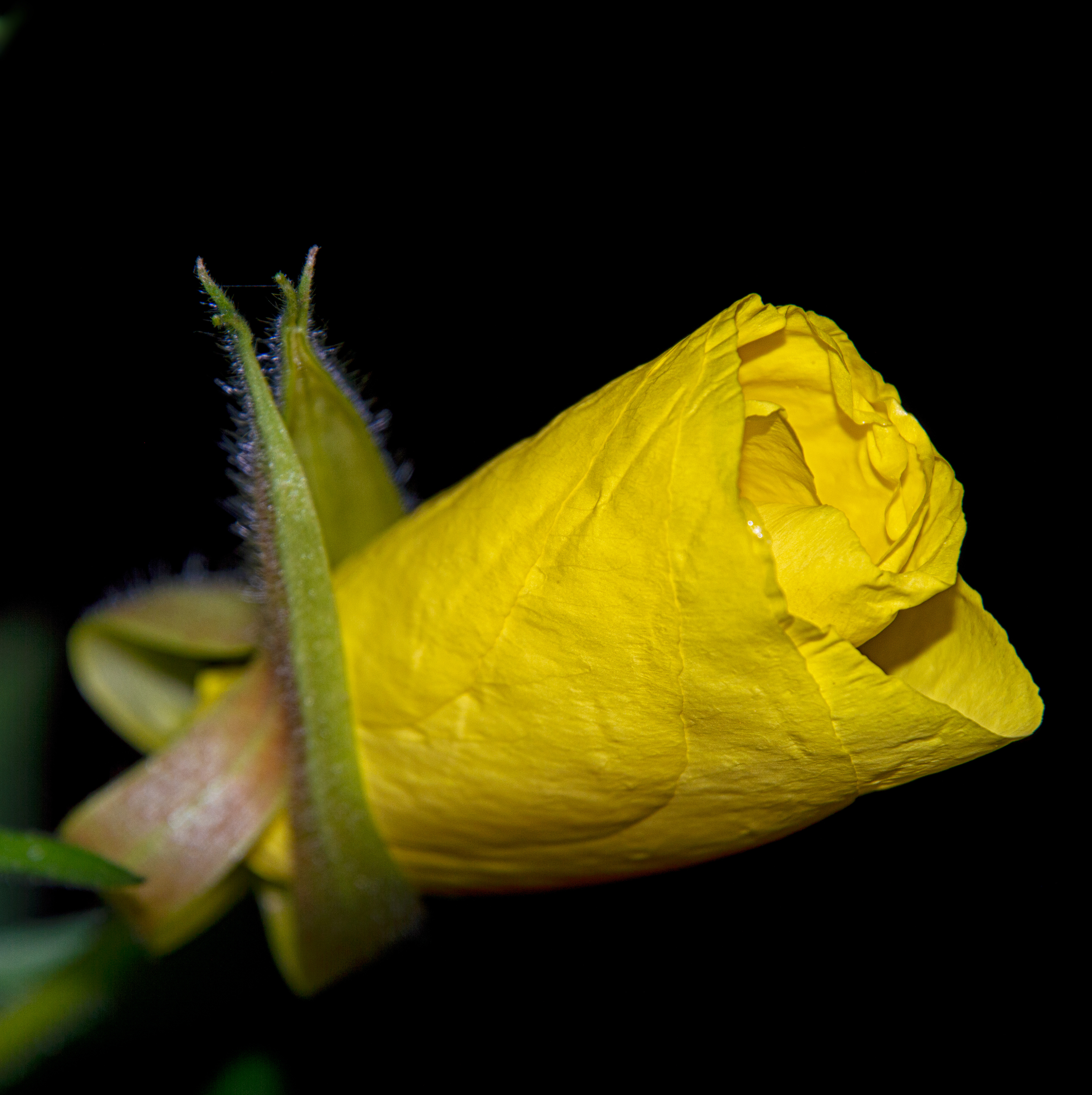 Night Blooming Primrose Bud