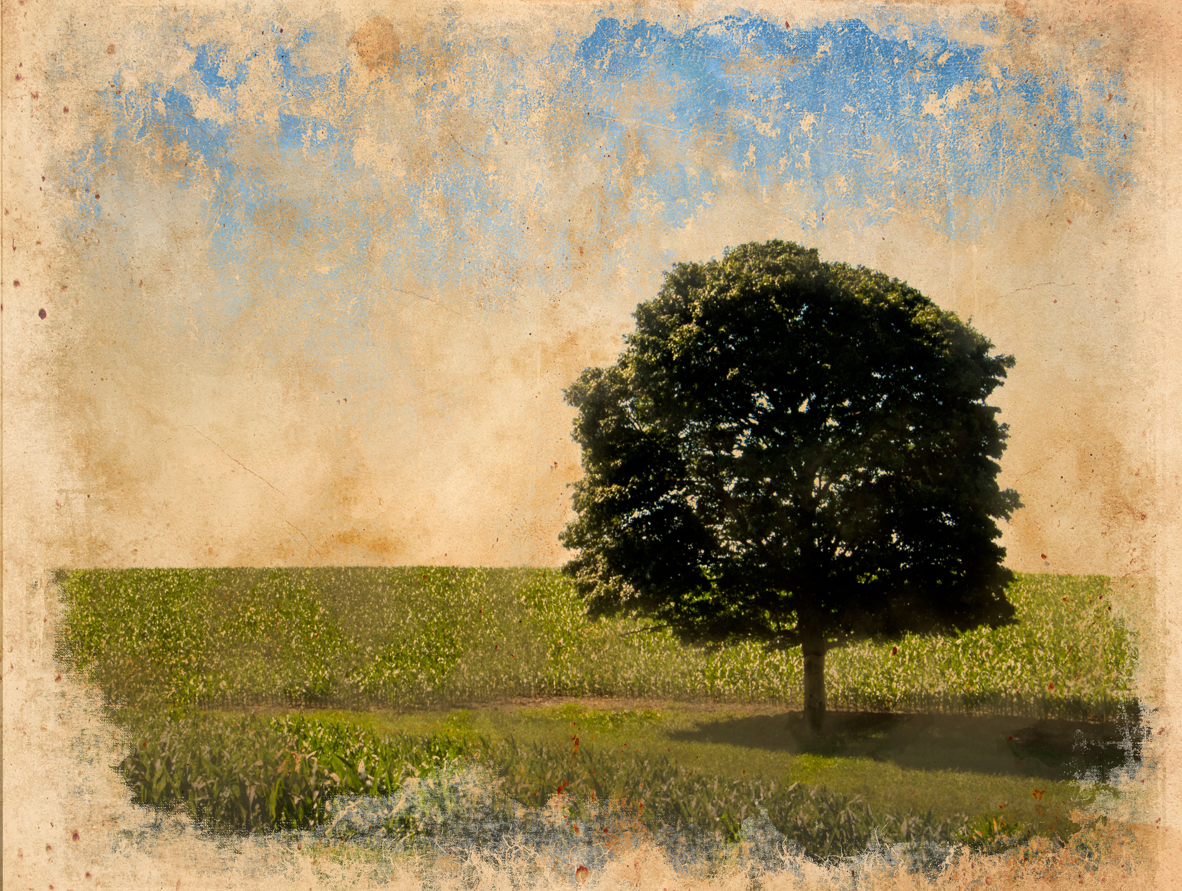 Lone Tree