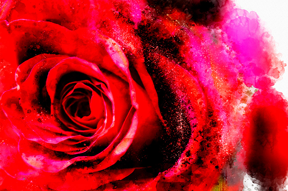 Rose photograph with watercolor effect.