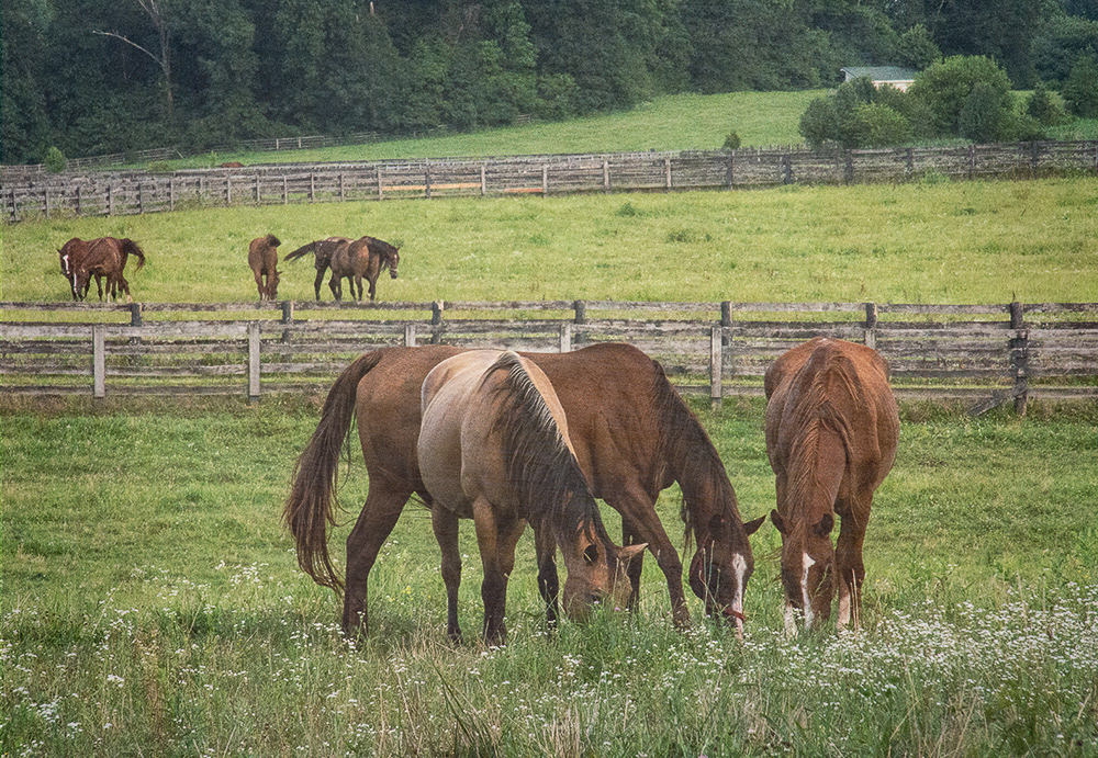Summer Afternoon Grazing