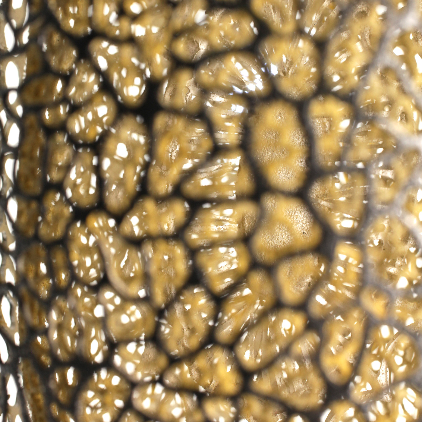 Chihiro Hanayama/Single fungus/68x130x58mm/2021/silver950