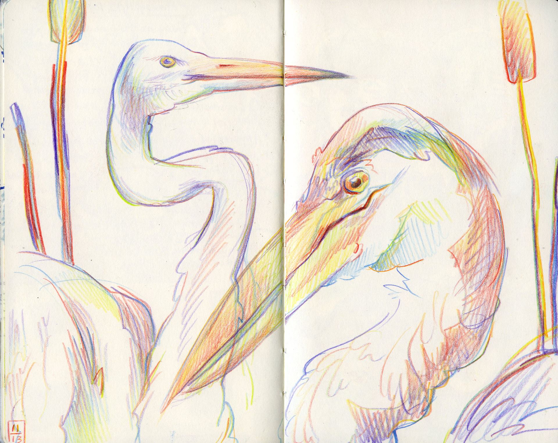 11/13/2023 Smithsonian National Museum of Natural History DC life drawing in 8 color rainbow colored pencil.