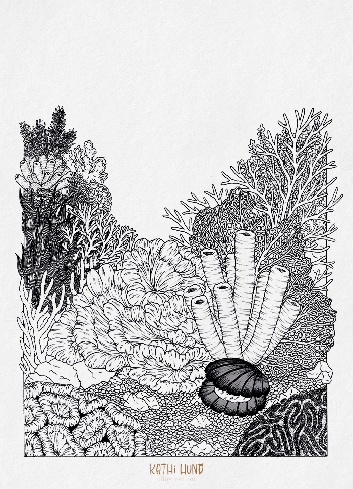 Scallop