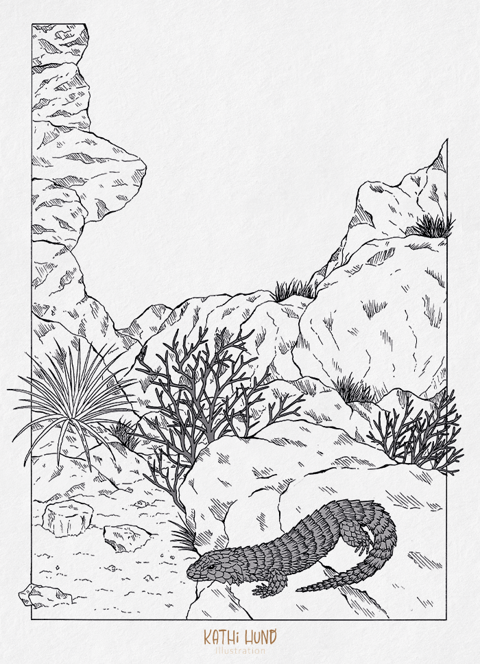 Armadillo