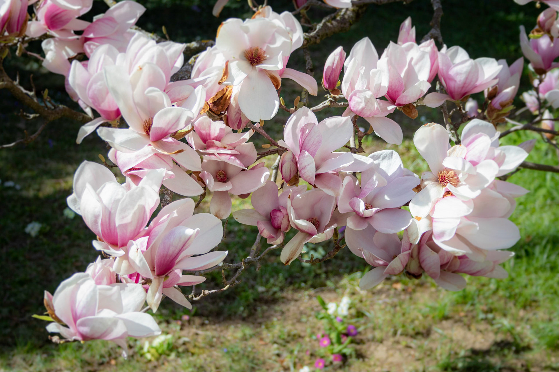 Magnolie