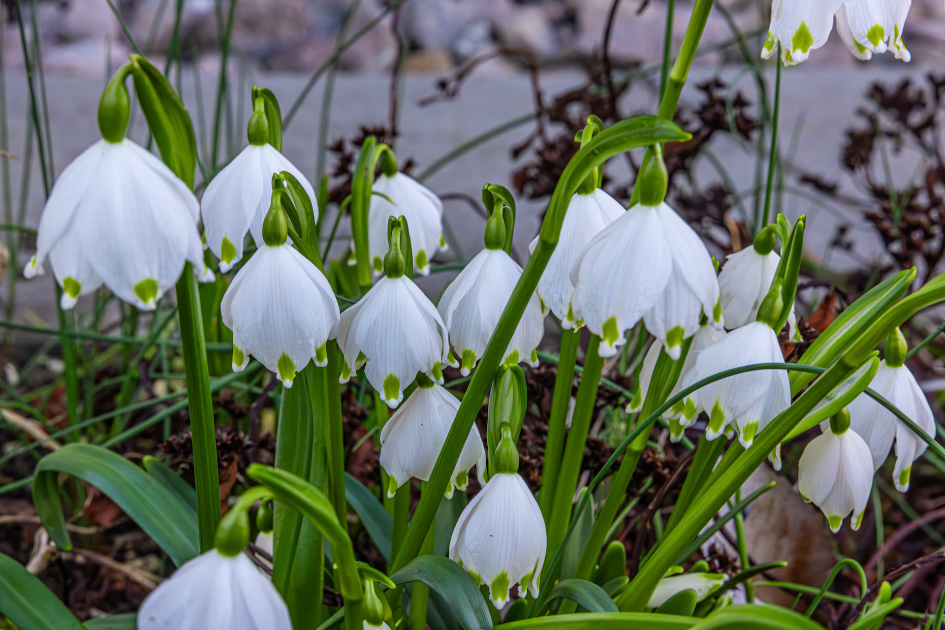 Frühlings-Knotenblume (Leucojum vernum)