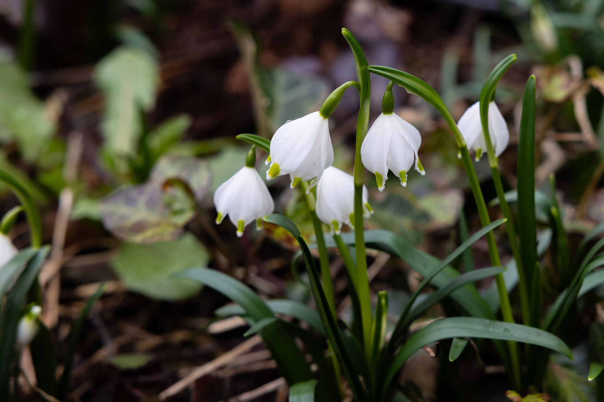 erste Frühlingsboten