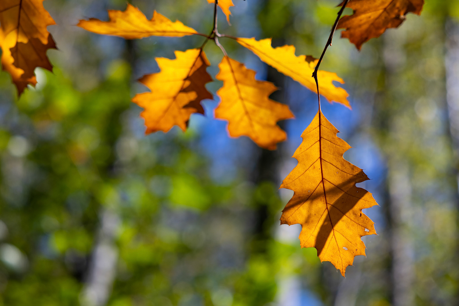 Herbststimmung