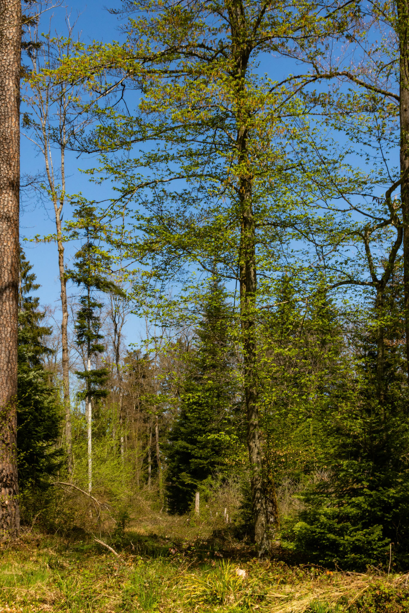 es grünt im Wald