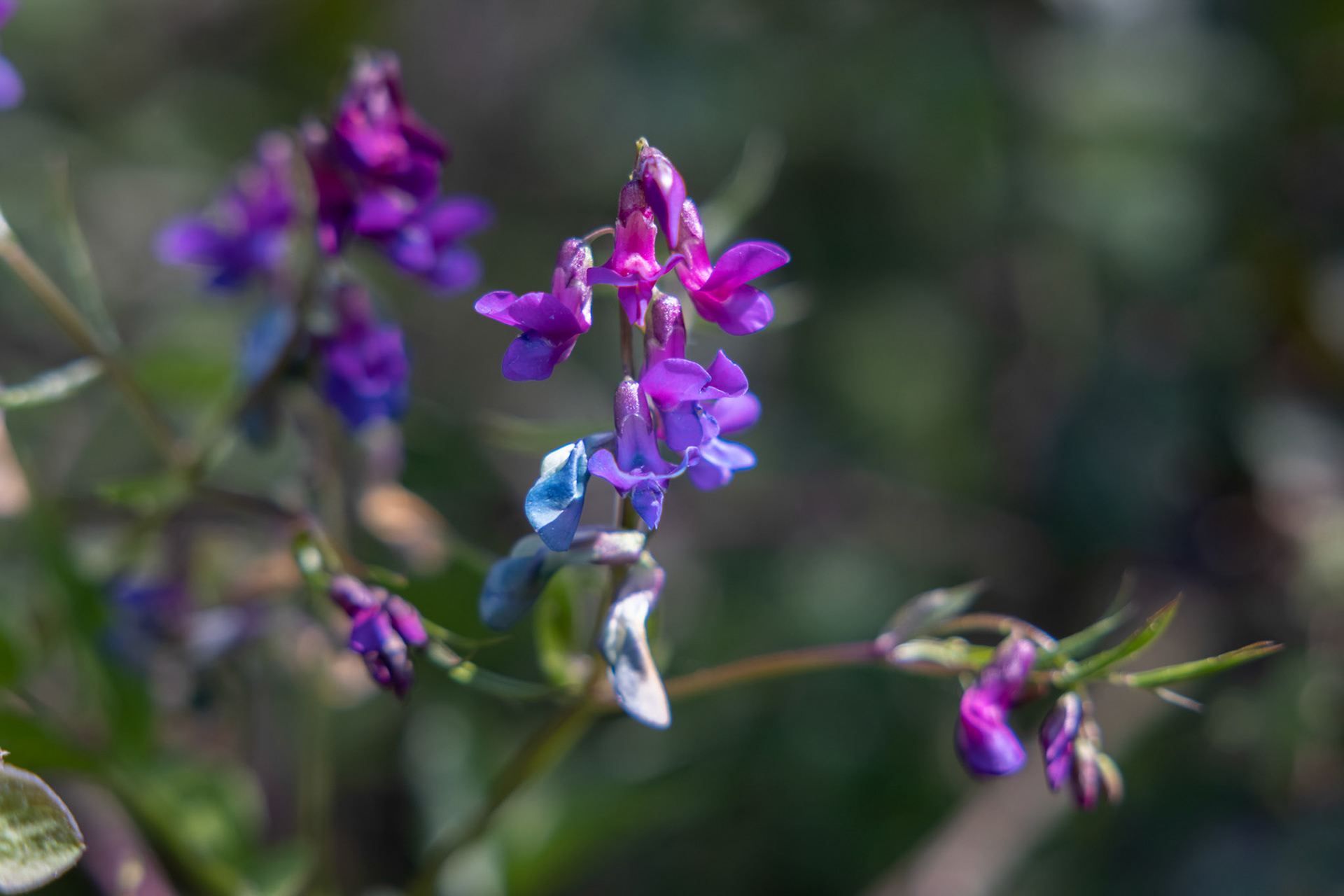 Frühlings-Platterbse (Lathyrus vernus)