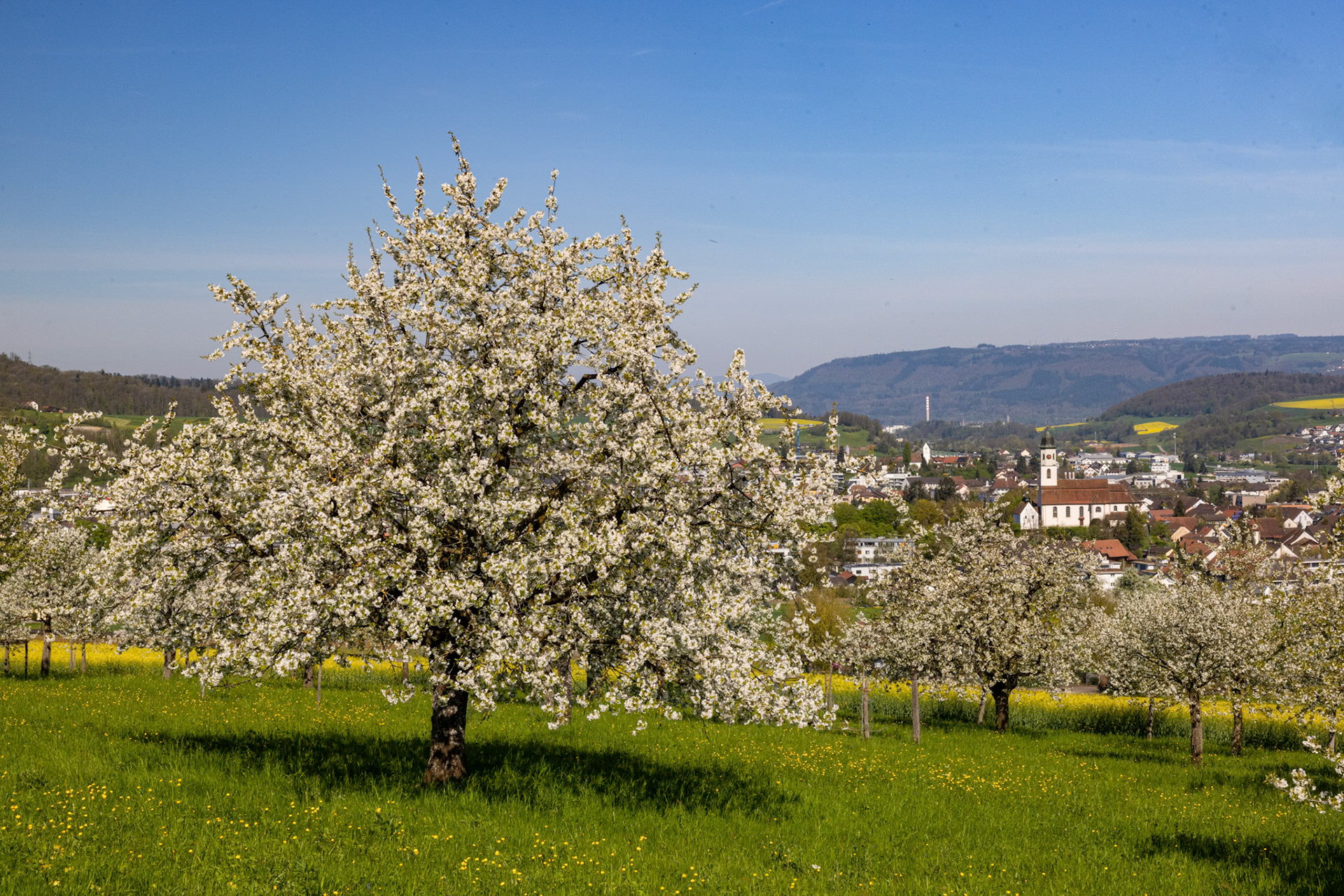 Dorfbild und Chriesibluescht