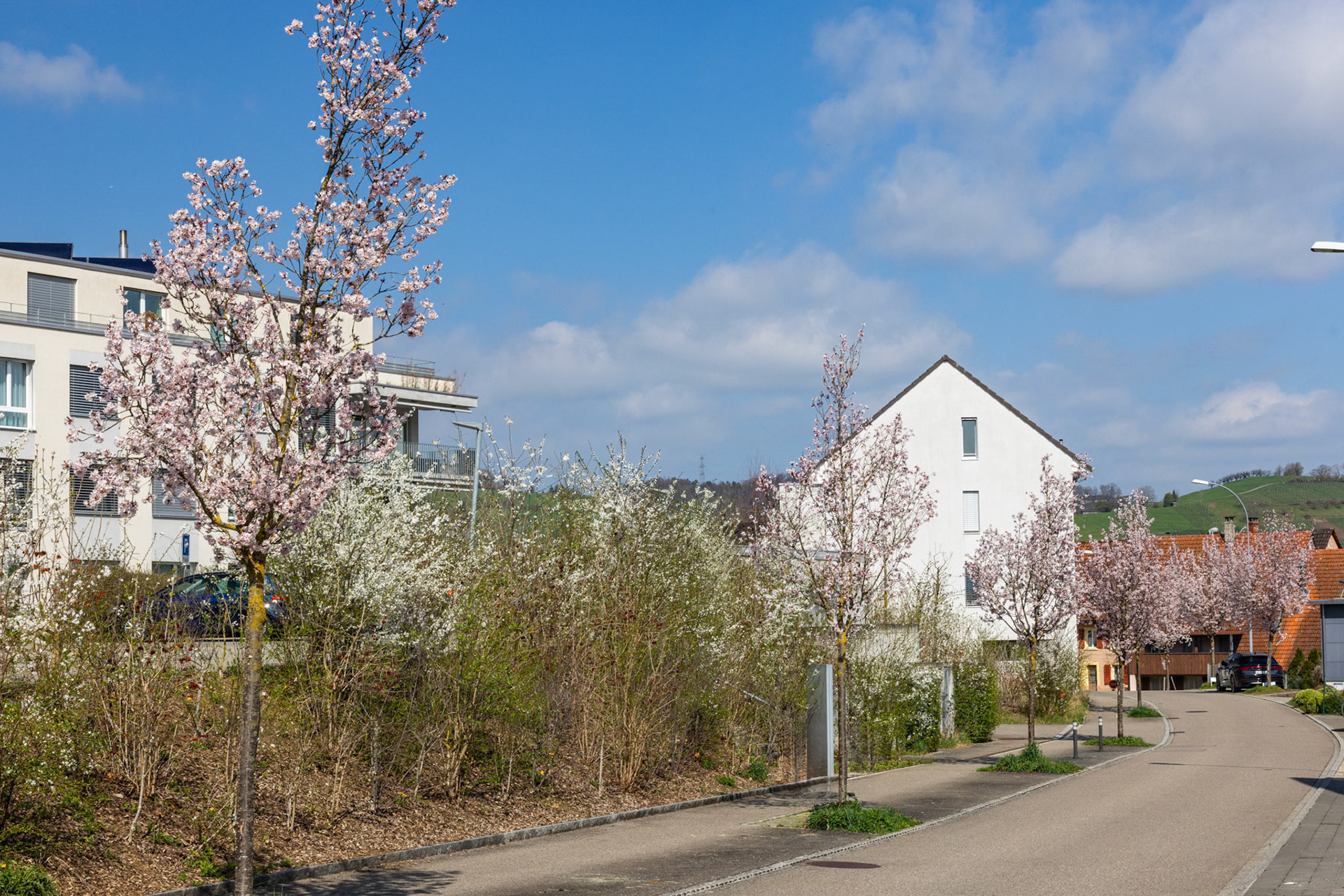 Mühlegasse mit blühenden Bäumen