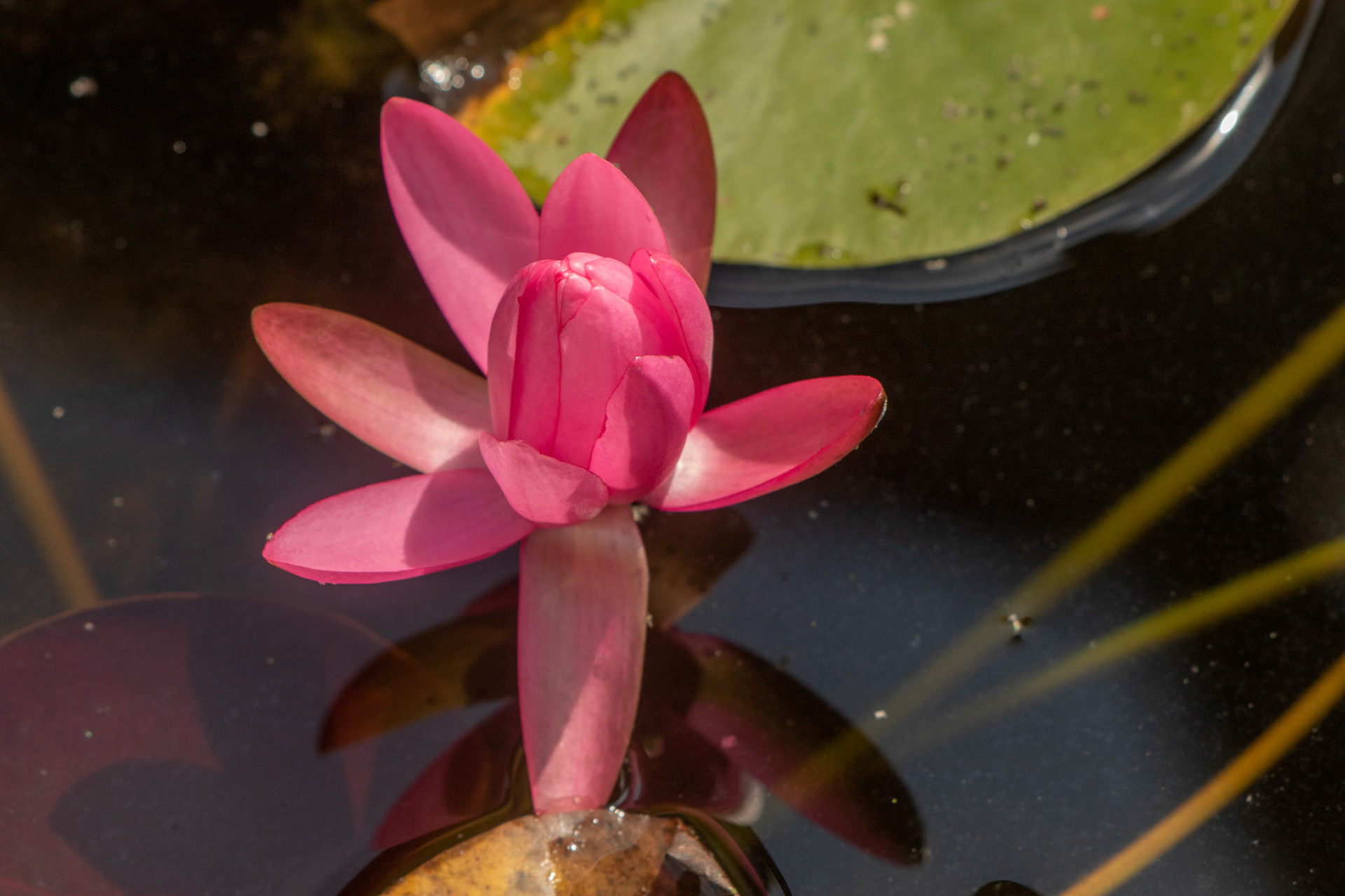 Seerose