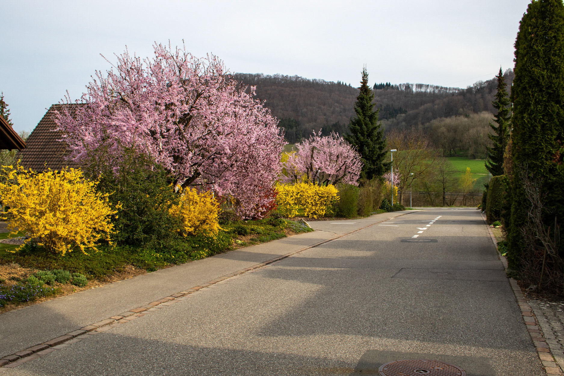 Frühling auf dem Rain
