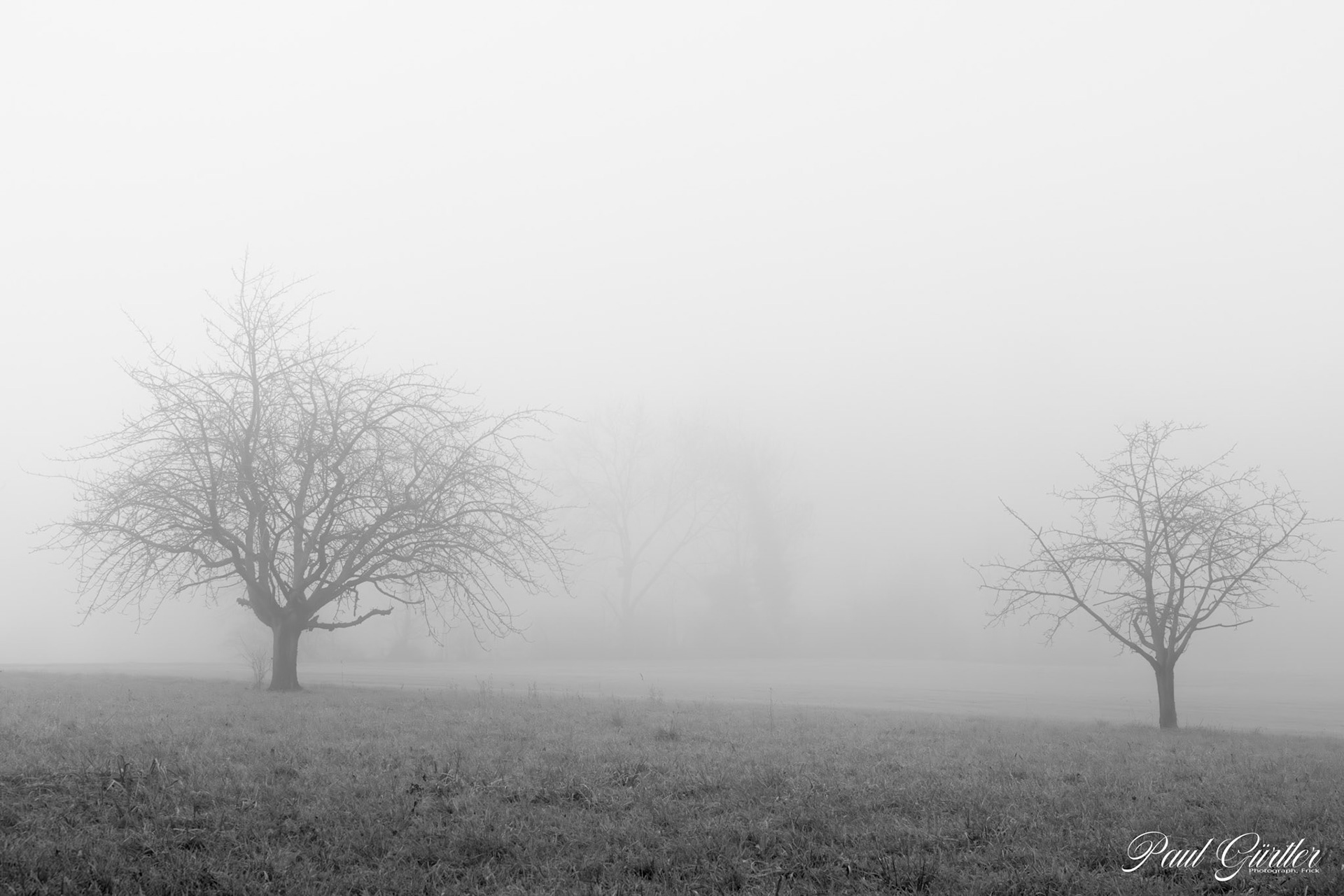 Nebel in der Natur