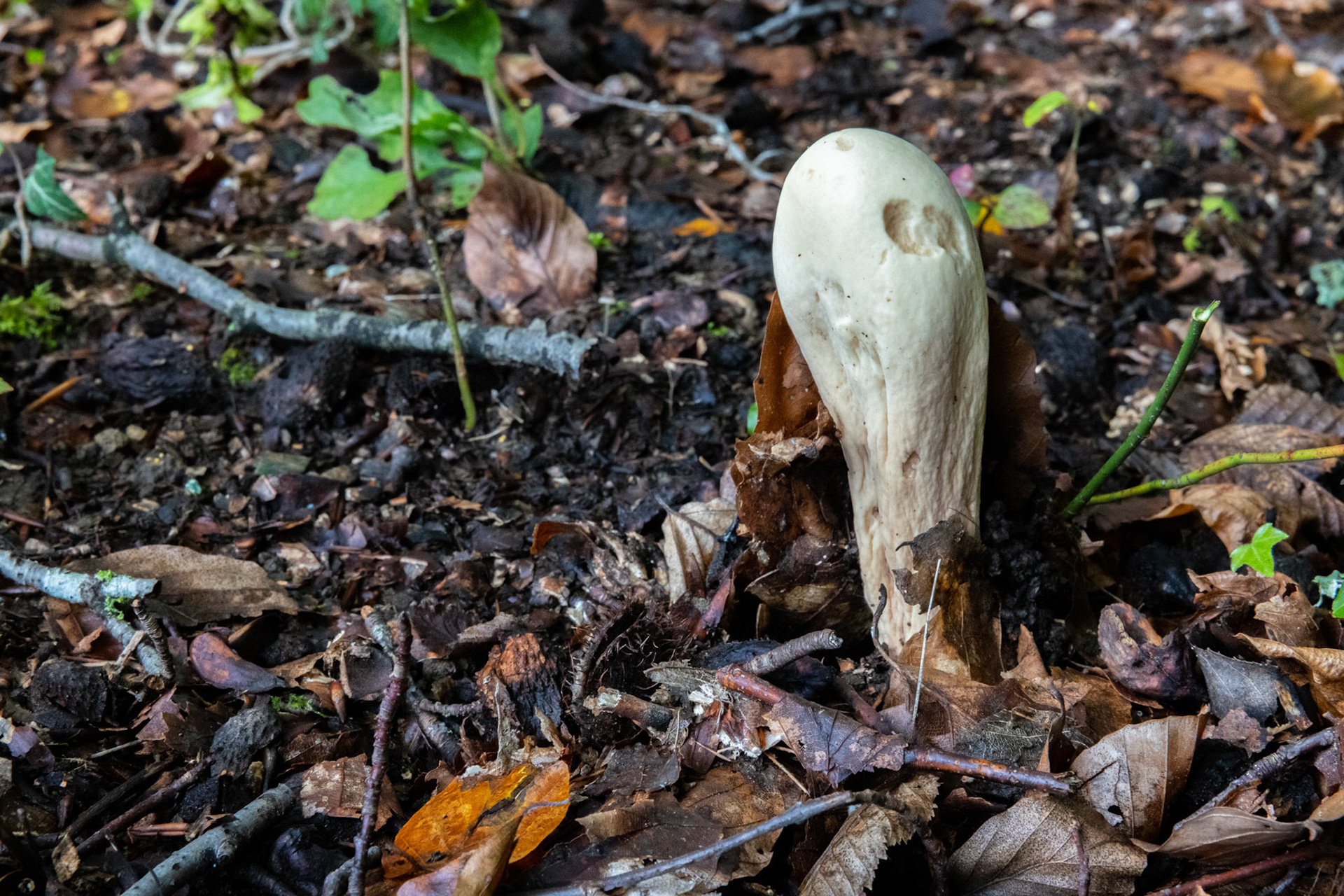 Waldpilz im Moos