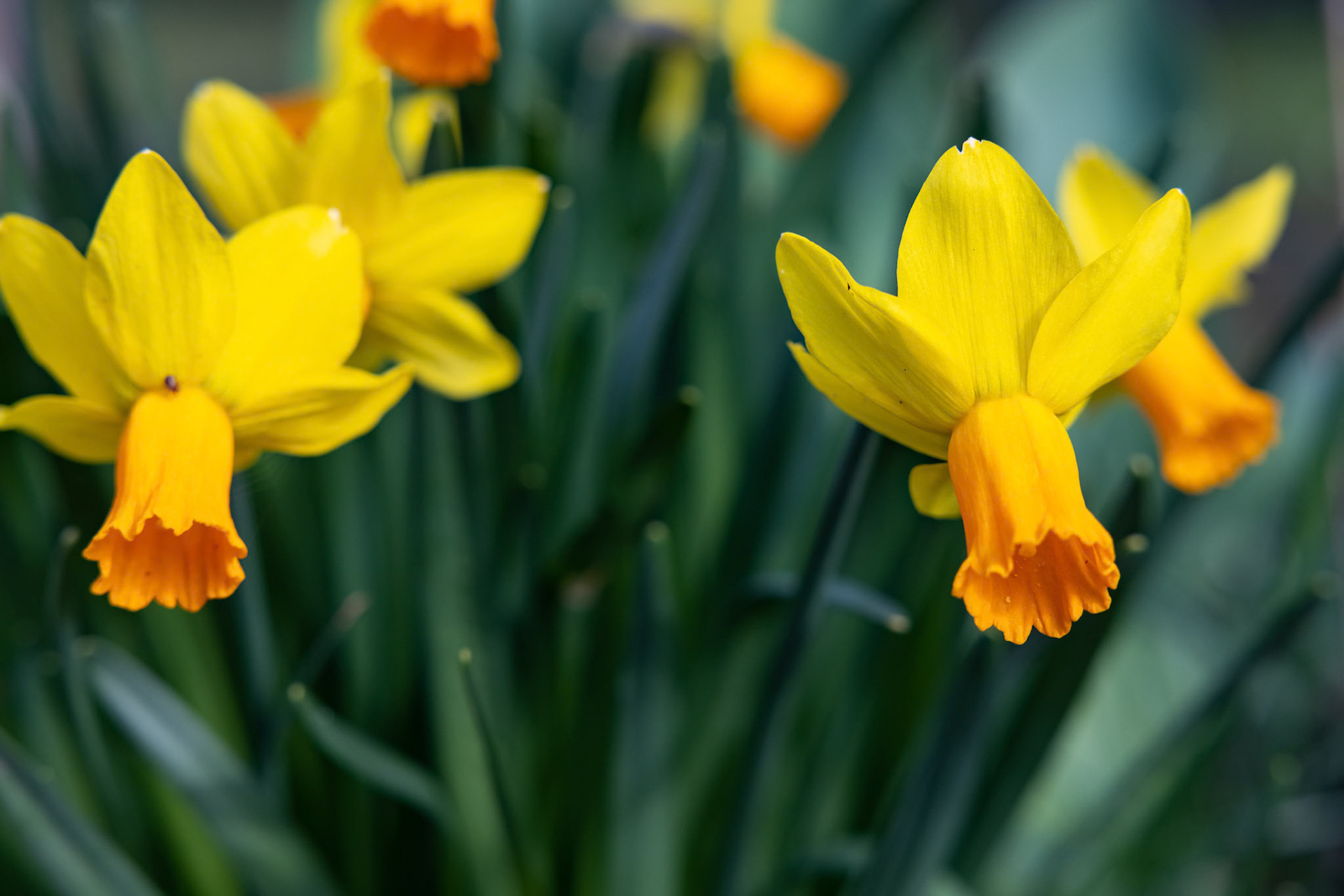 Narzisse (narcissus)
