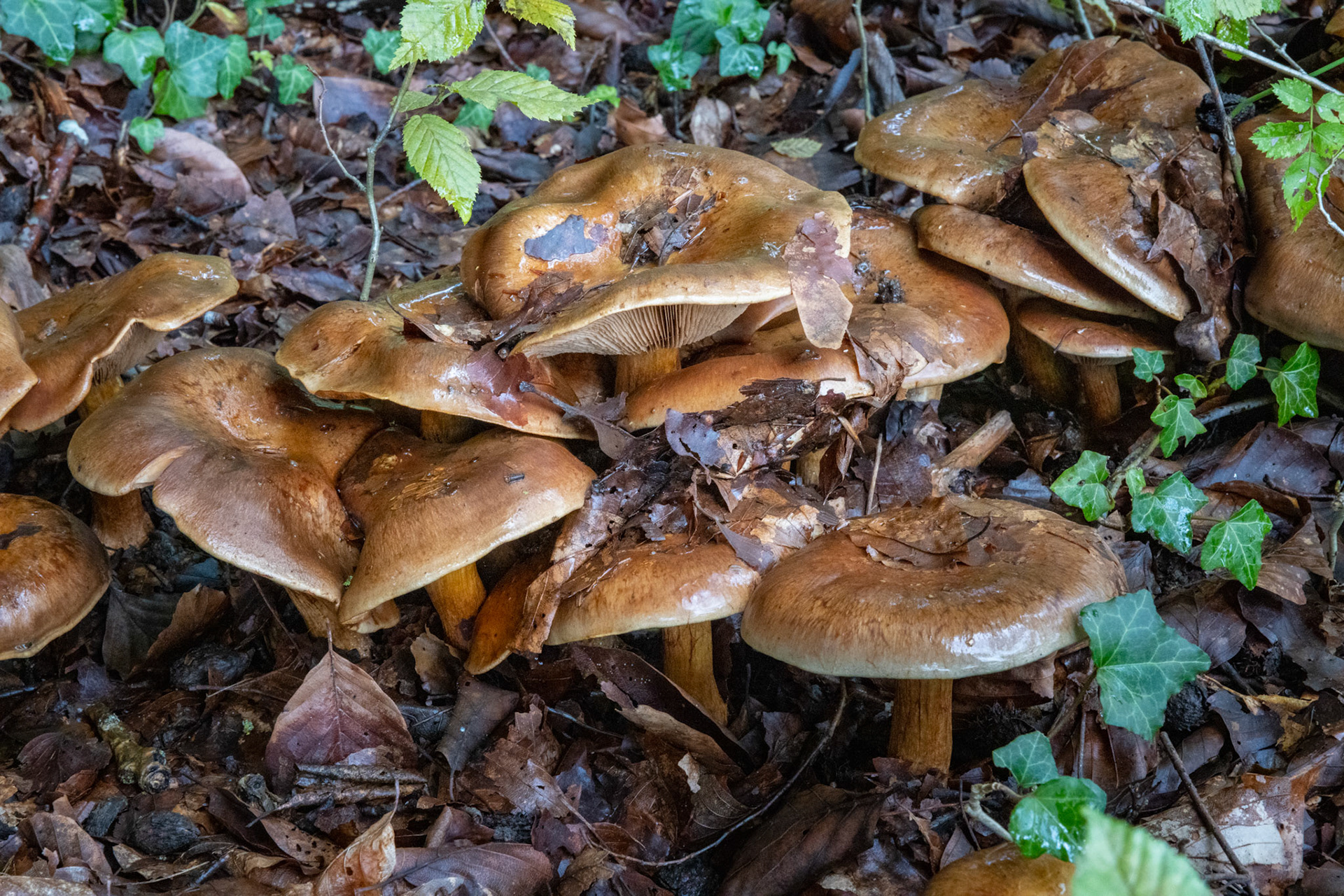 Waldpilz im Moos
