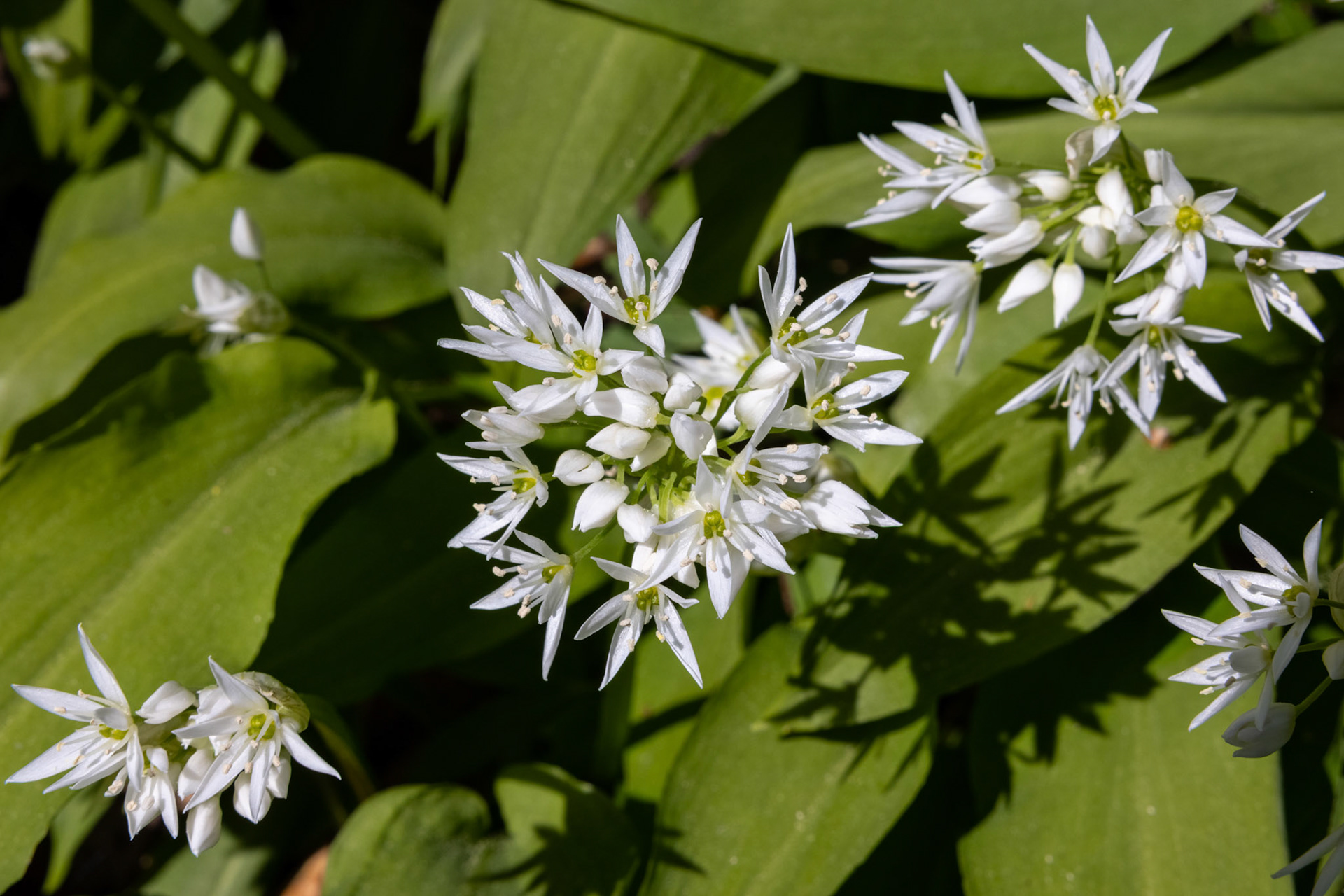 Bärlauch (Allium ursinum)