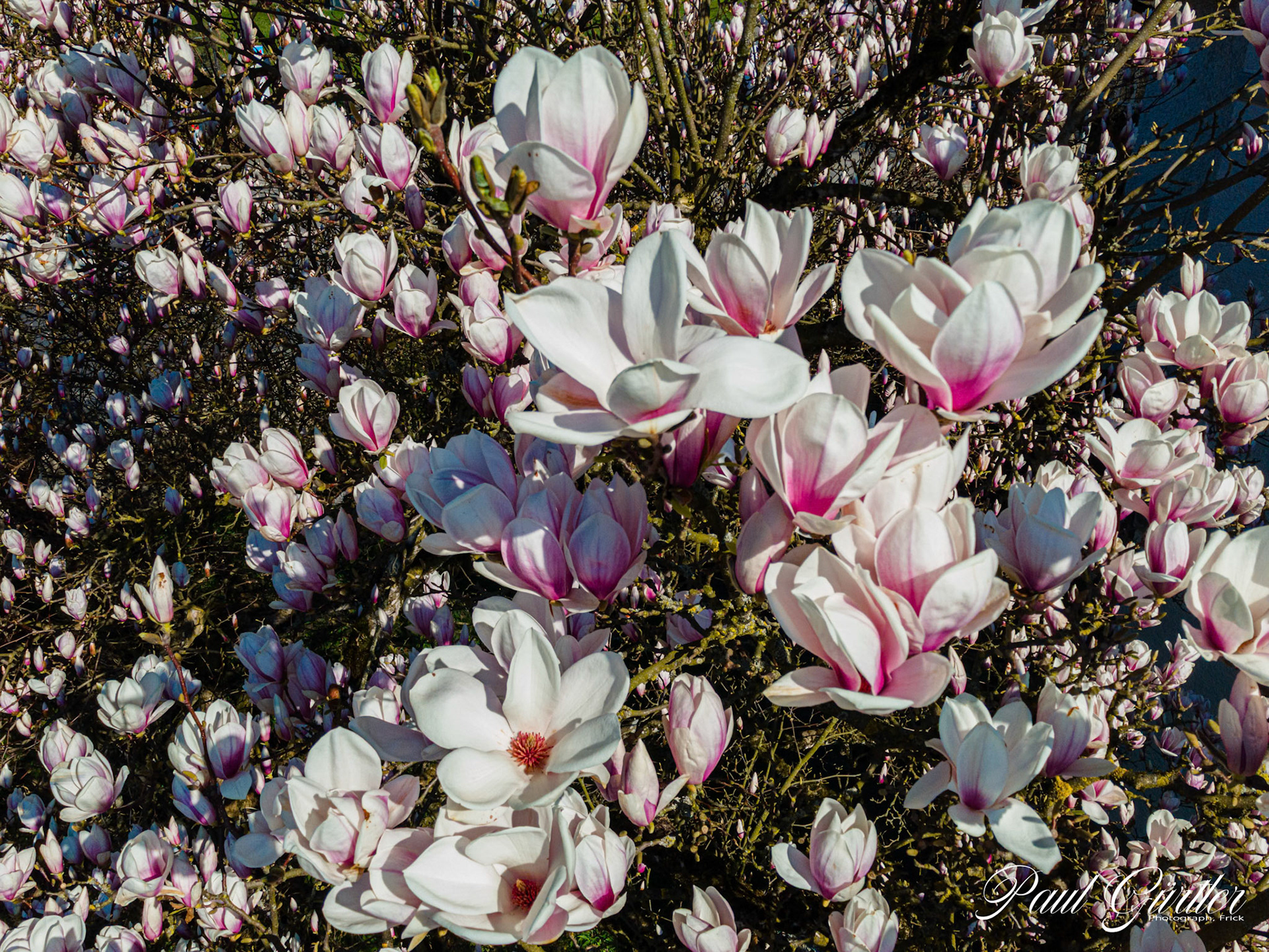 Magnolie (Magnolia)