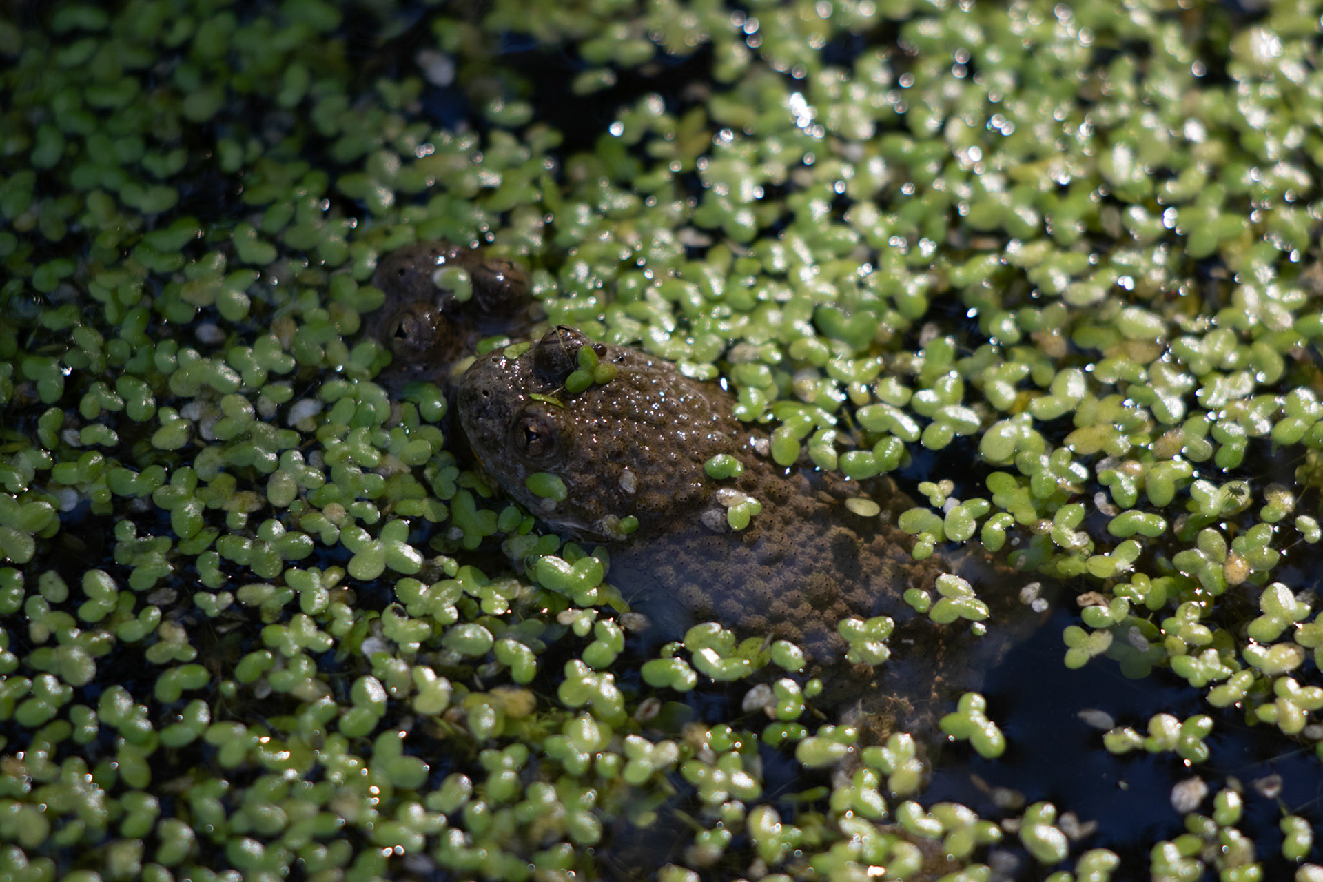 Glögglifrosch / Geburtshelferkröte