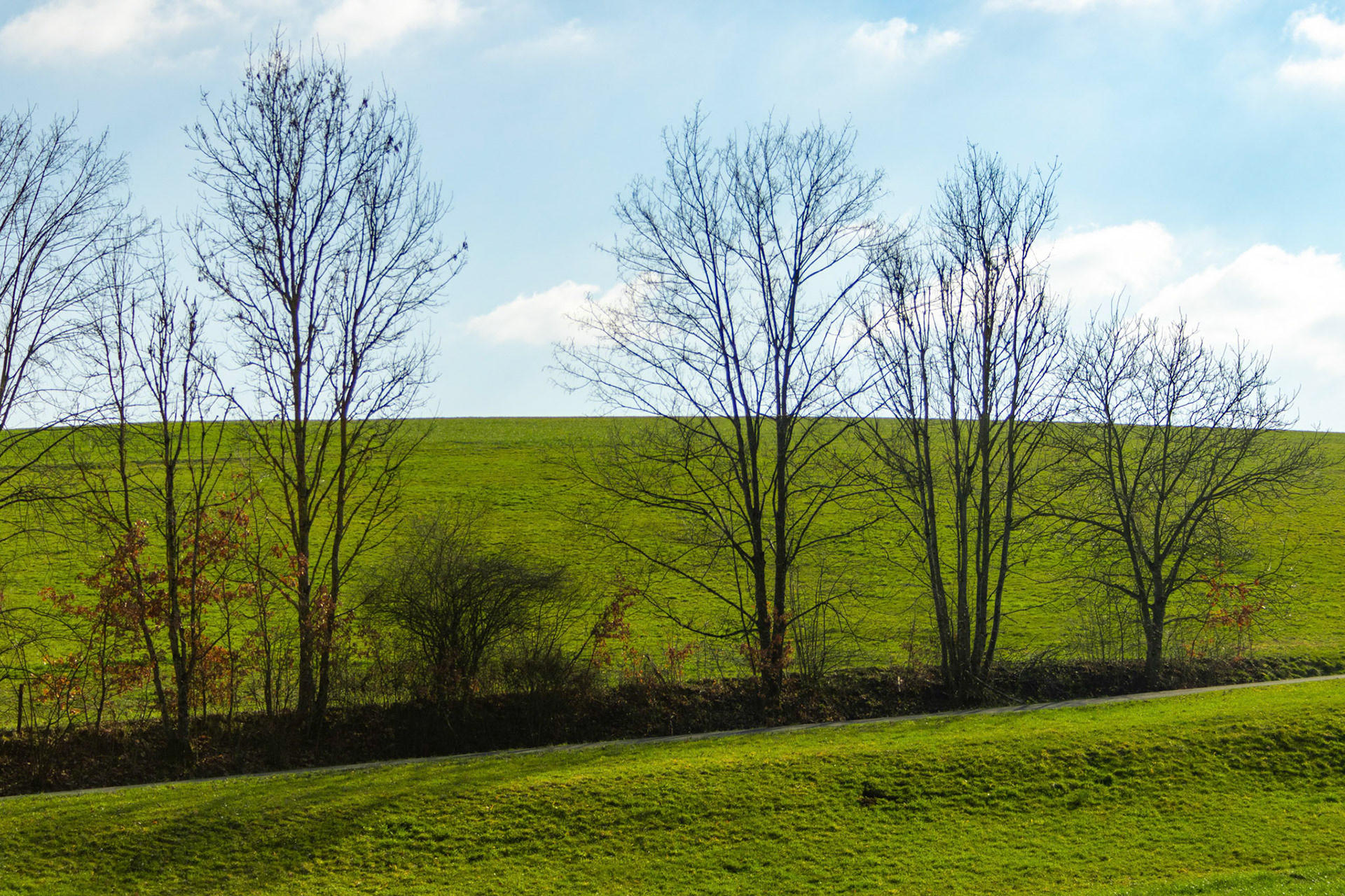 Baumgruppe am Sulzrai
