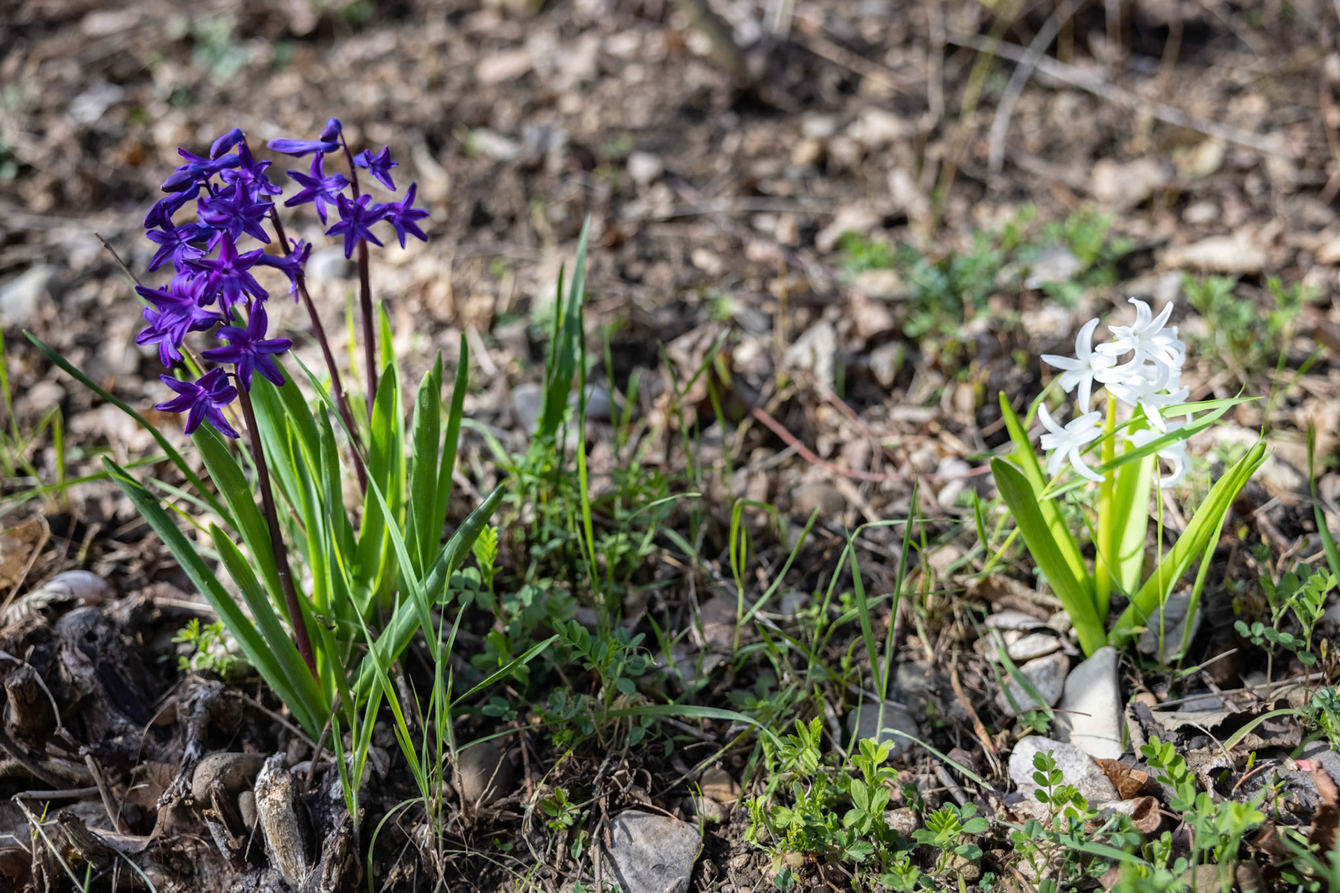 Gartenhyazinthe (hyacinthus orientalis)
