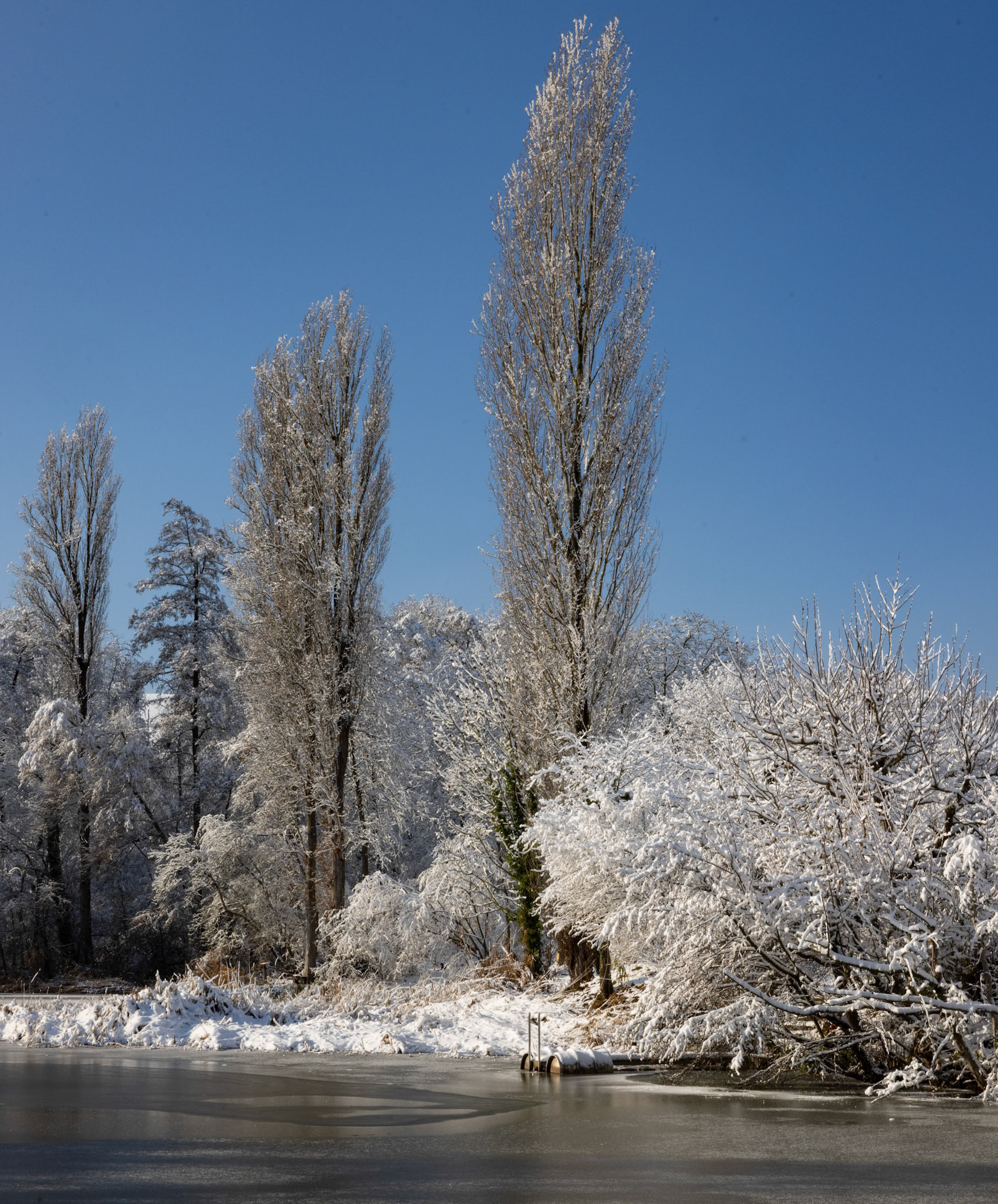 Ziegeleiweiher im Schnee