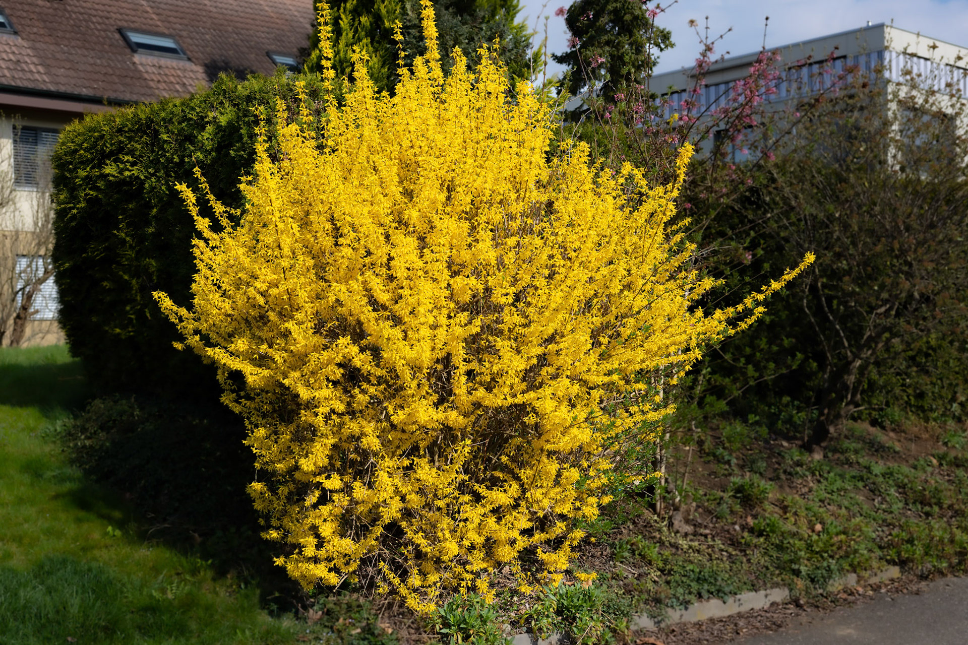 Forsythie (Forsythia)