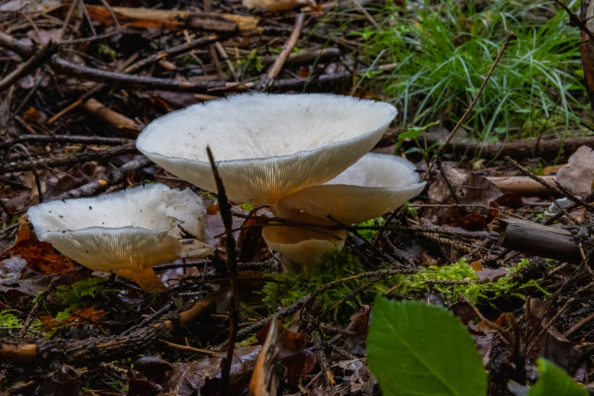Waldpilz im Moos