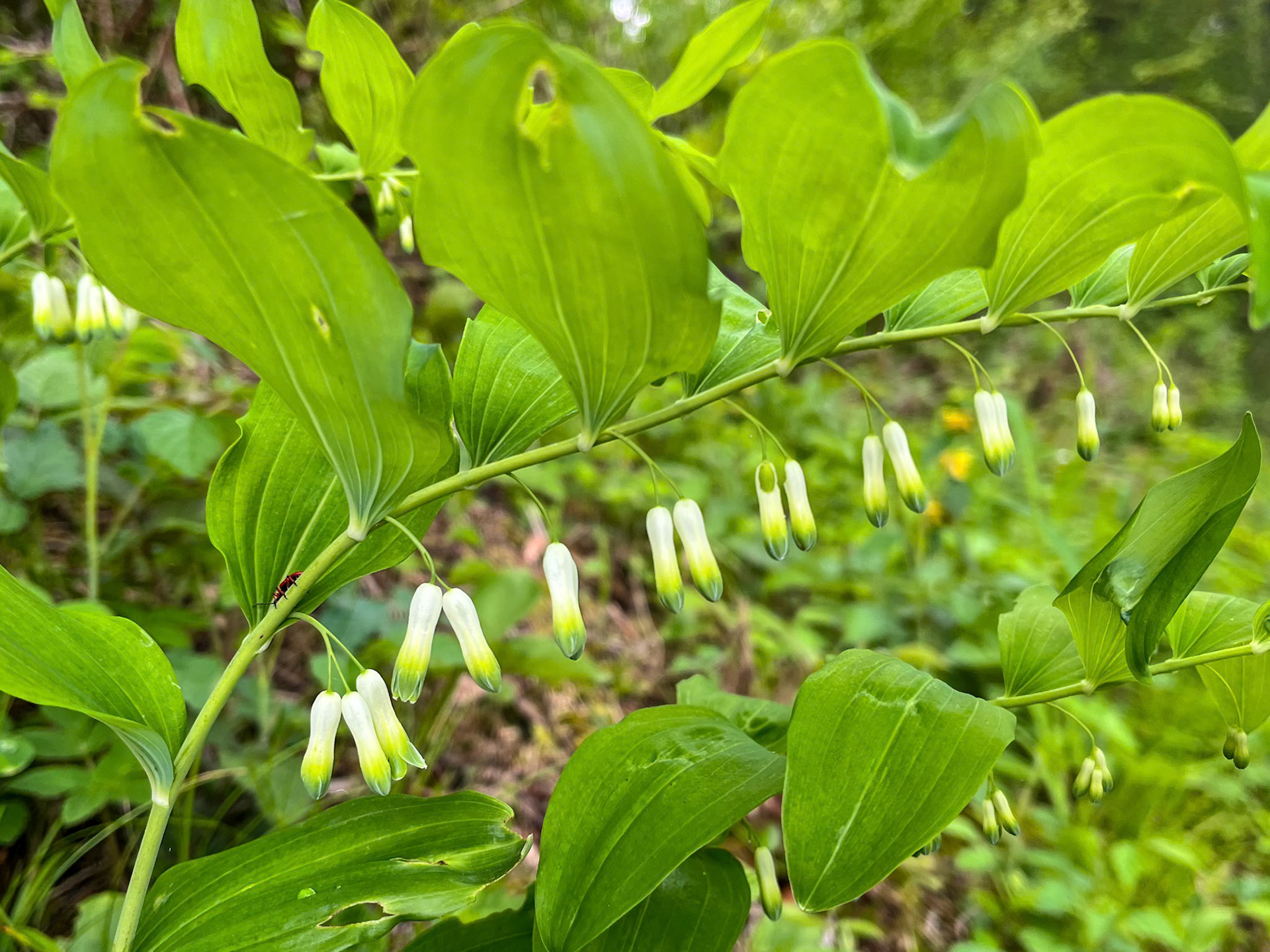 Vielblütige Weißwurz (Polygonatum multiflorum)