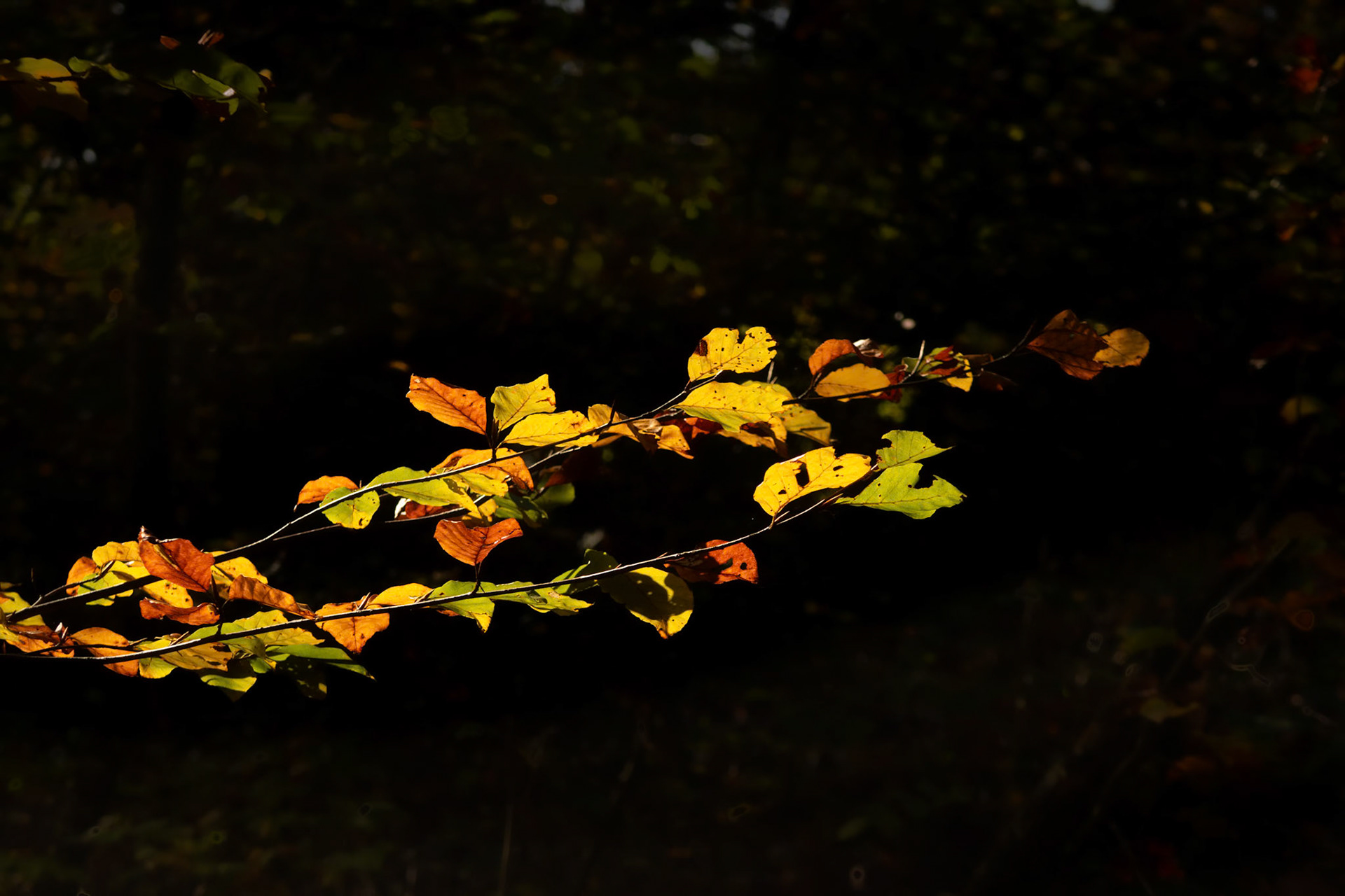 Herbstzauber