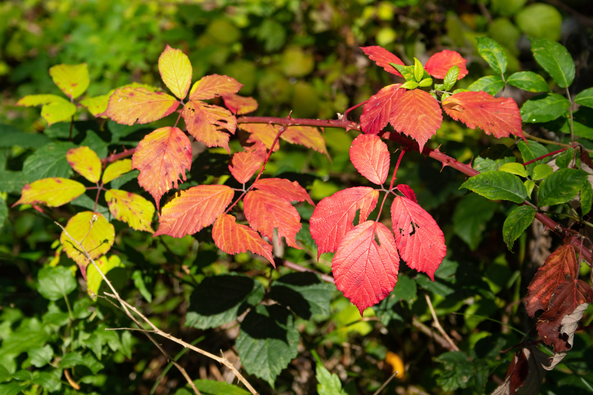 Herbstbote