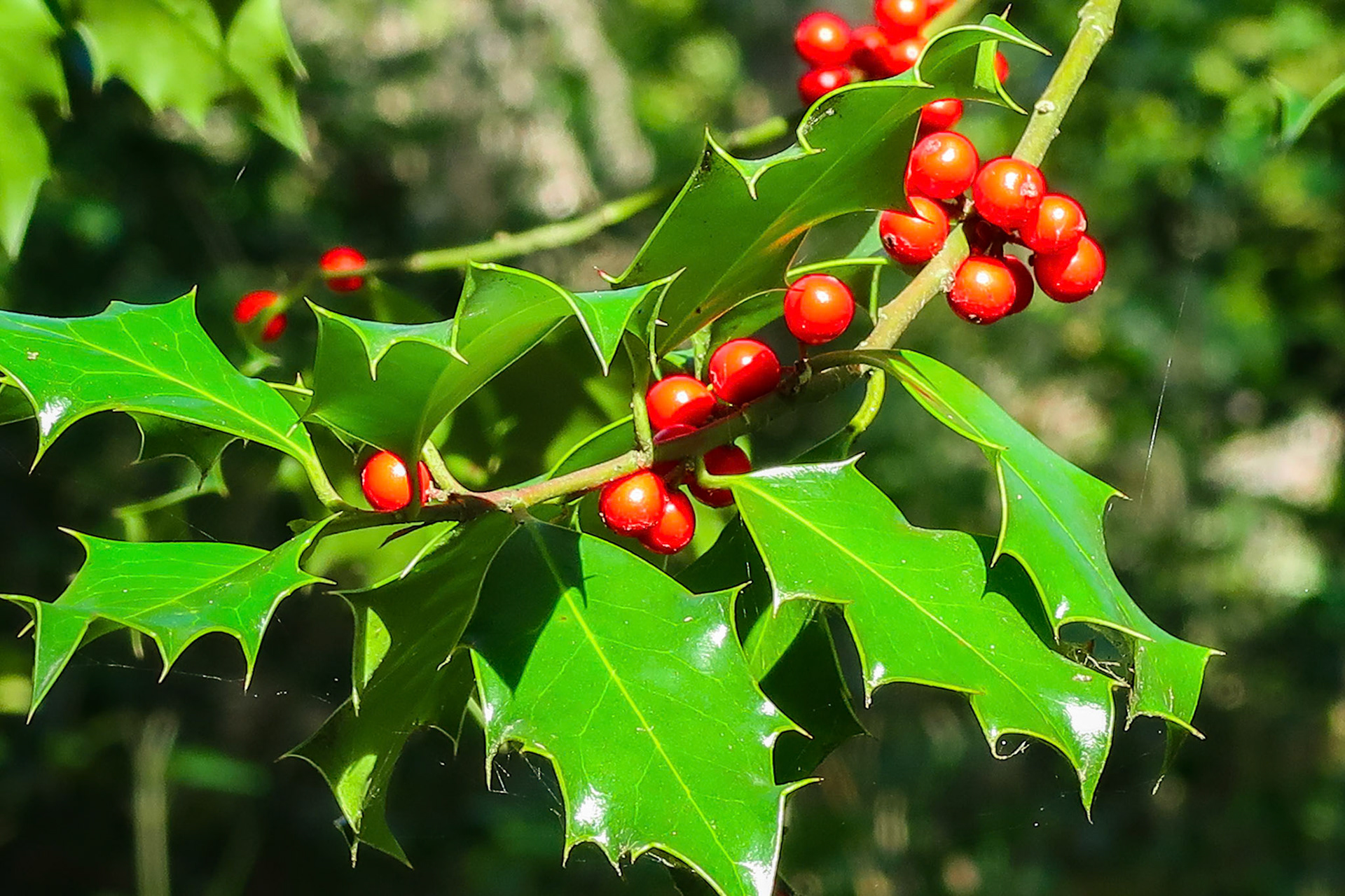 Europäische Stechpalme (Ilex aquifolium)